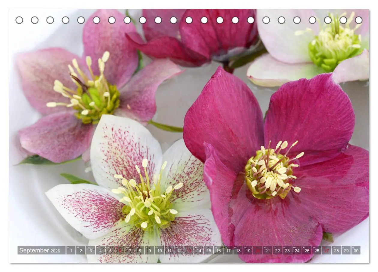 Bild: 9783457837047 | Christrosen (Tischkalender 2026 DIN A5 quer), CALVENDO Monatskalender