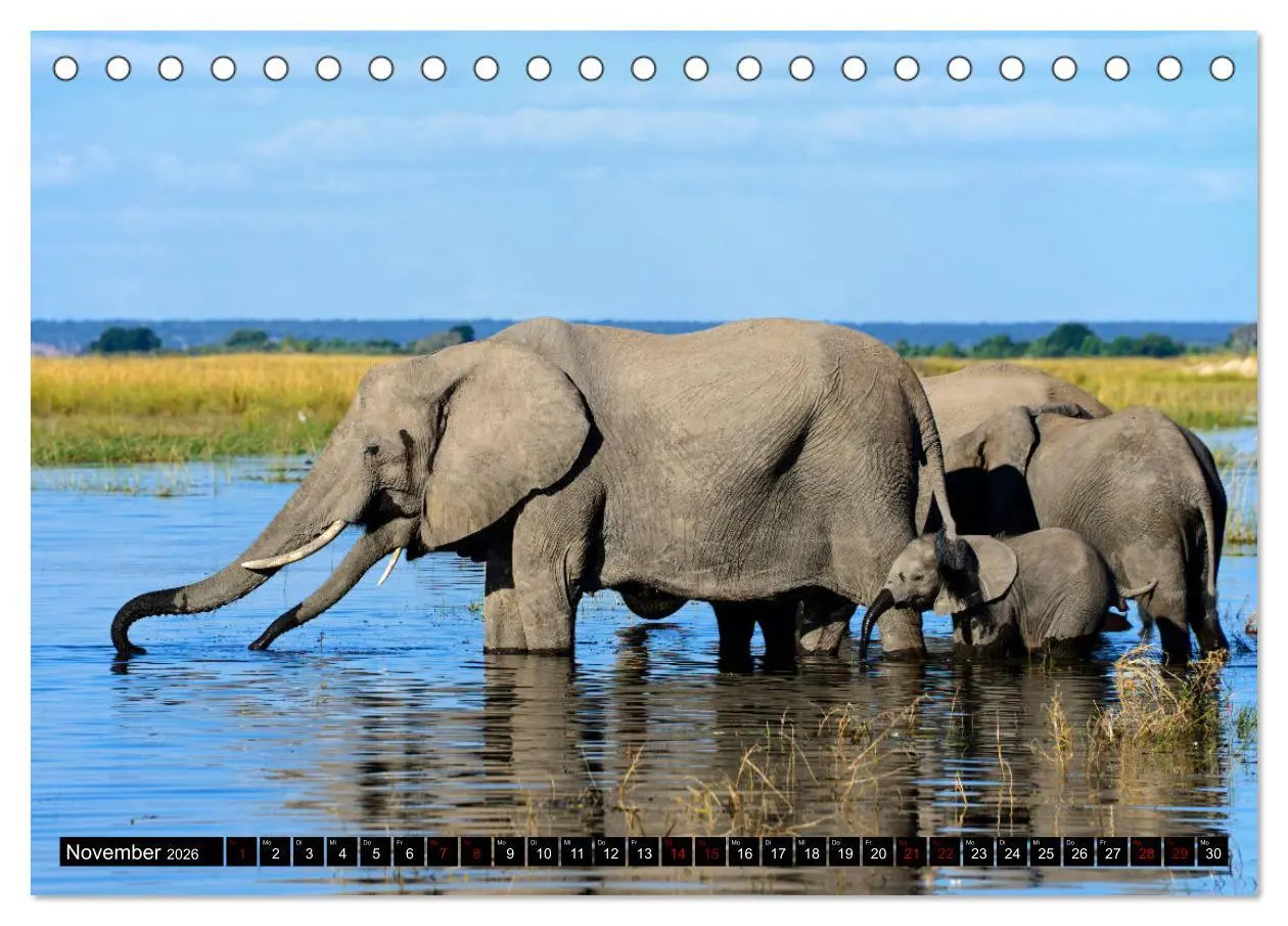 Bild: 9783457907047 | Faszination Botswana (Tischkalender 2026 DIN A5 quer), CALVENDO...