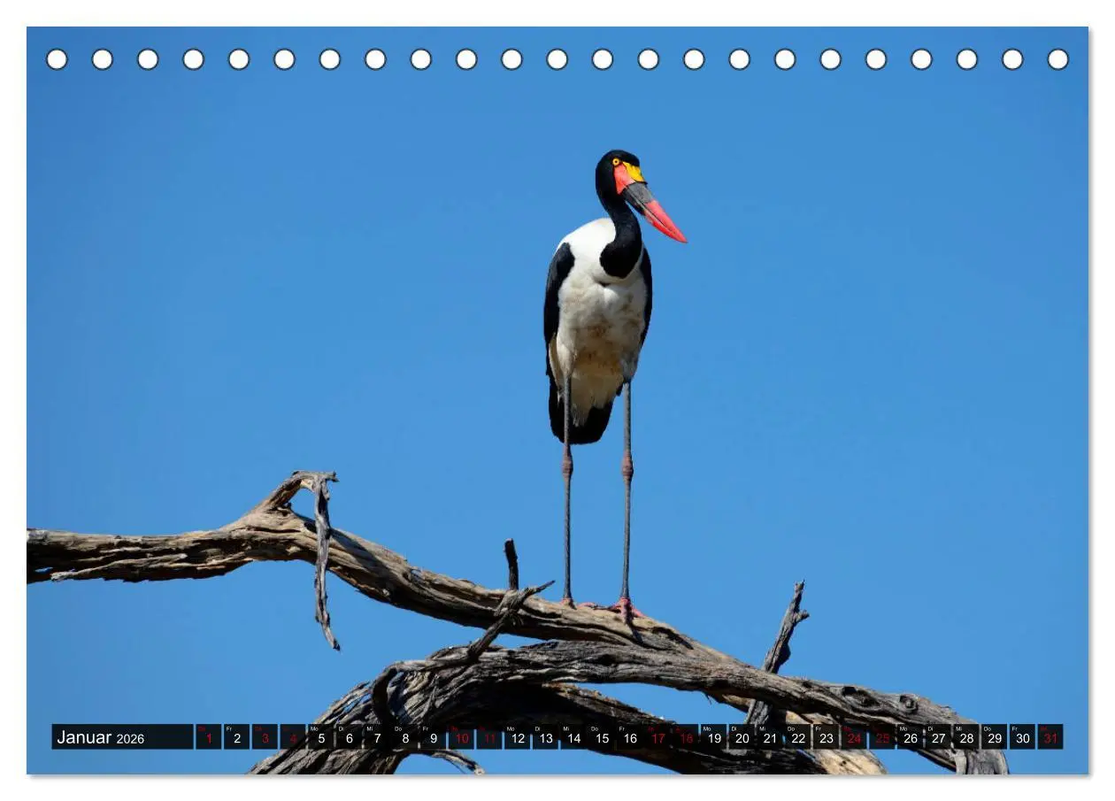 Bild: 9783457907047 | Faszination Botswana (Tischkalender 2026 DIN A5 quer), CALVENDO...