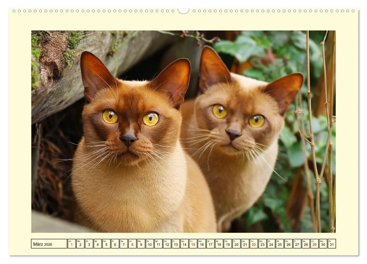 Bild: 9783516167047 | Burma-Katzen. Ausstrahlung und Anmut der faszinierenden Samtpfoten...