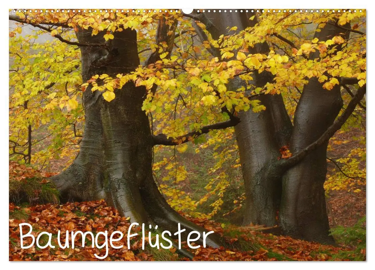 Cover: 9783516227147 | Baumgeflüster (Wandkalender 2026 DIN A2 quer), CALVENDO Monatskalender