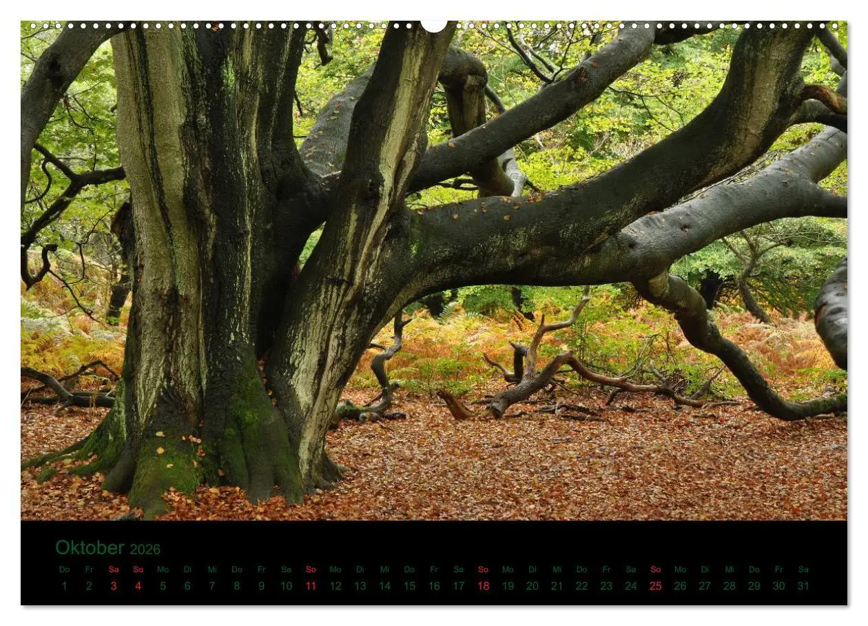 Bild: 9783516227147 | Baumgeflüster (Wandkalender 2026 DIN A2 quer), CALVENDO Monatskalender