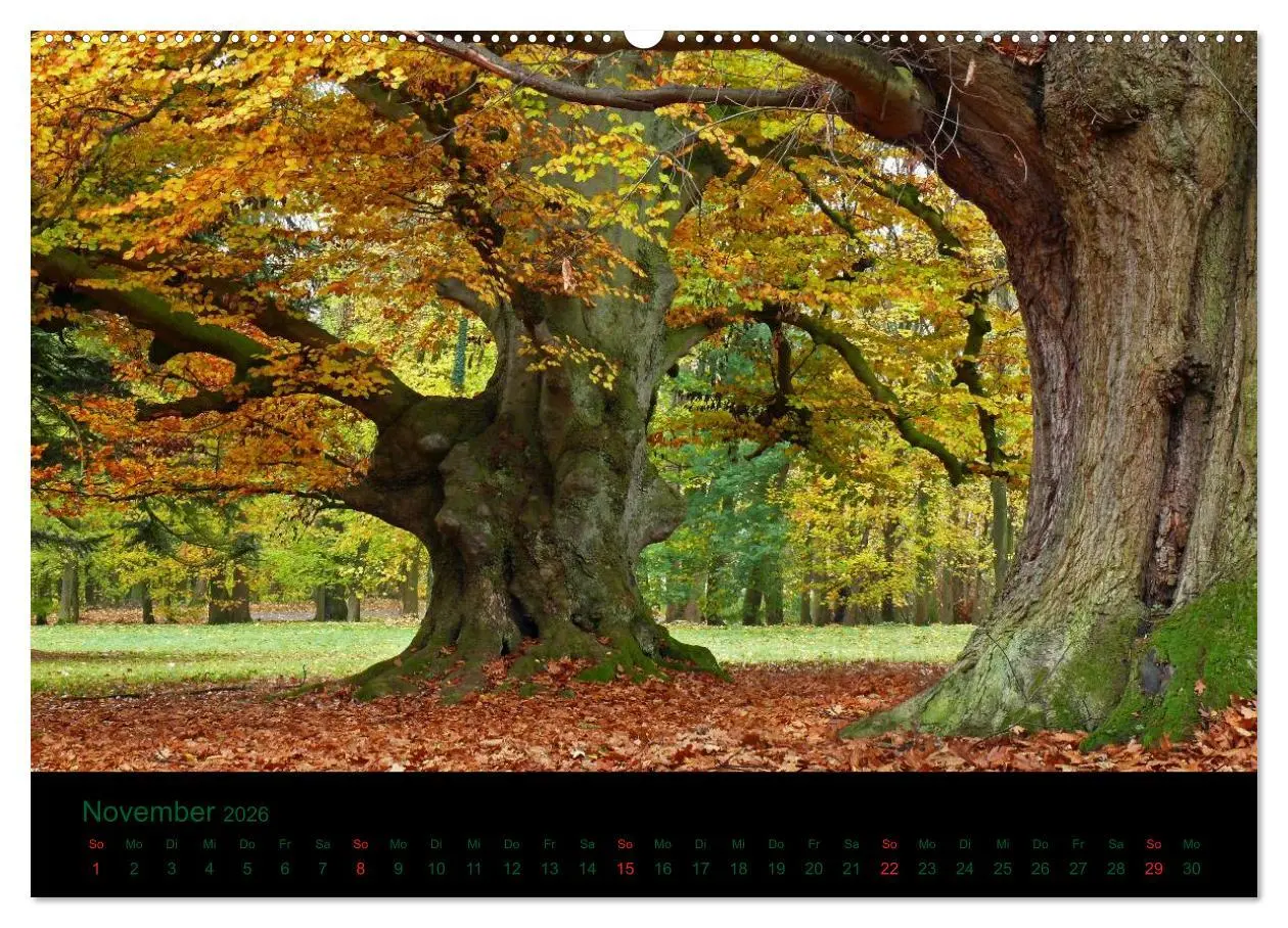 Bild: 9783516227147 | Baumgeflüster (Wandkalender 2026 DIN A2 quer), CALVENDO Monatskalender