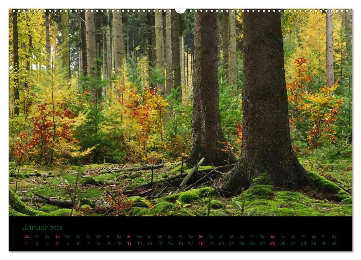 Bild: 9783516227147 | Baumgeflüster (Wandkalender 2026 DIN A2 quer), CALVENDO Monatskalender