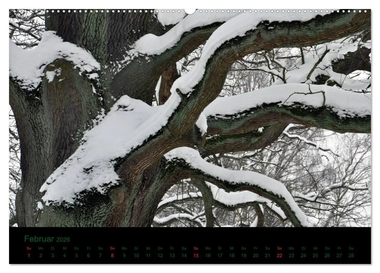 Bild: 9783516227147 | Baumgeflüster (Wandkalender 2026 DIN A2 quer), CALVENDO Monatskalender