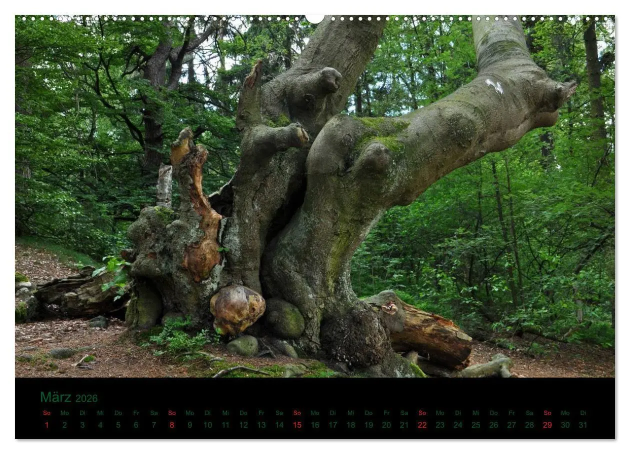 Bild: 9783516227147 | Baumgeflüster (Wandkalender 2026 DIN A2 quer), CALVENDO Monatskalender