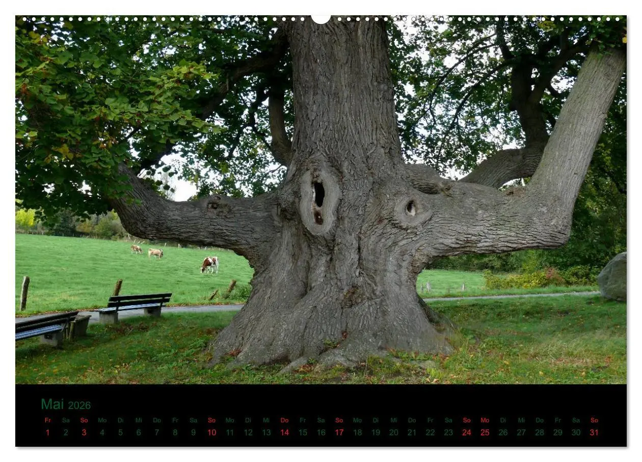 Bild: 9783516227147 | Baumgeflüster (Wandkalender 2026 DIN A2 quer), CALVENDO Monatskalender