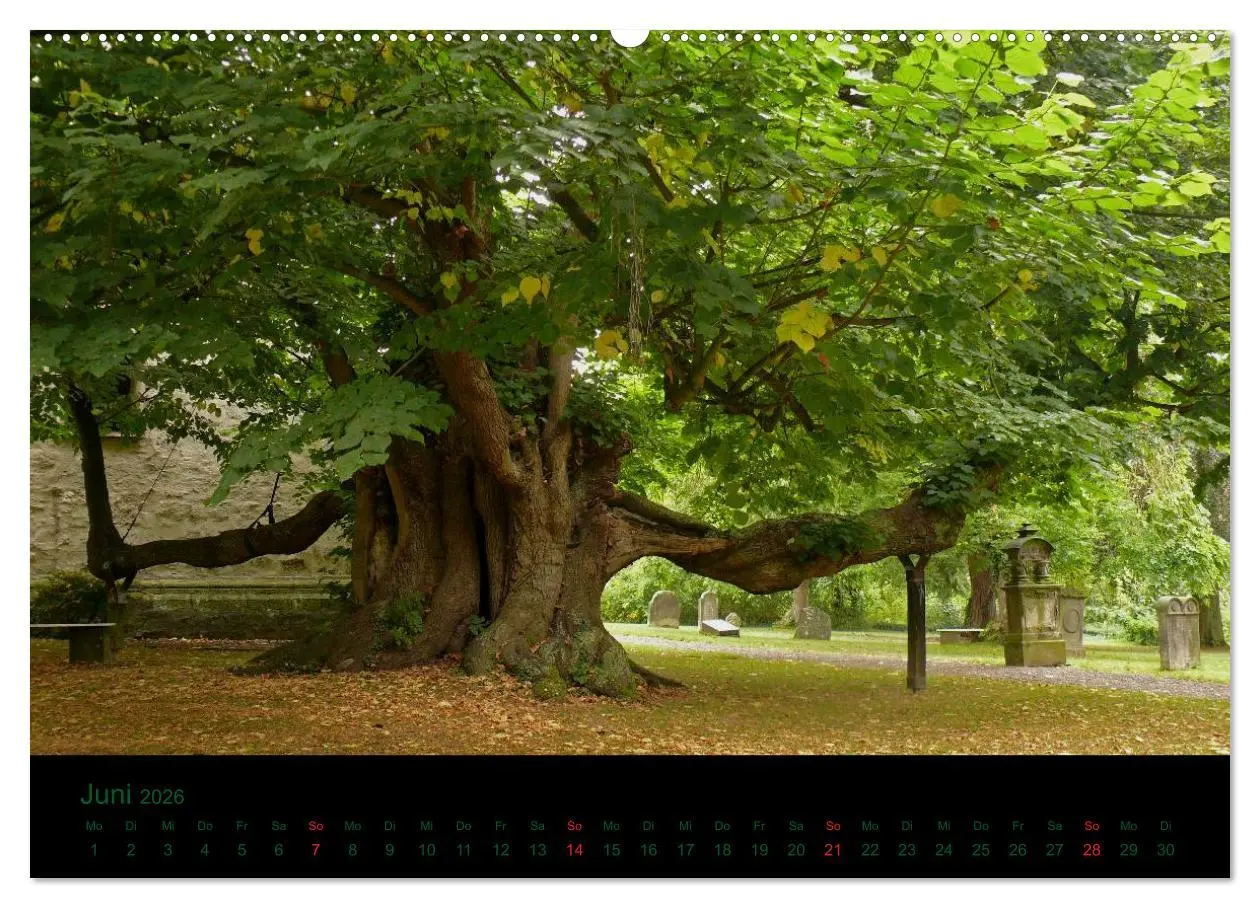 Bild: 9783516227147 | Baumgeflüster (Wandkalender 2026 DIN A2 quer), CALVENDO Monatskalender