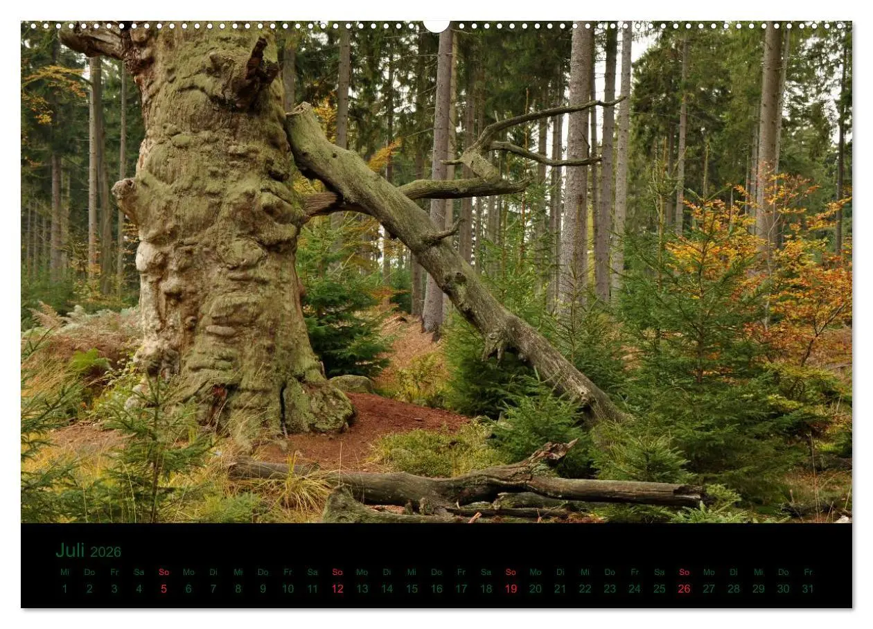 Bild: 9783516227147 | Baumgeflüster (Wandkalender 2026 DIN A2 quer), CALVENDO Monatskalender