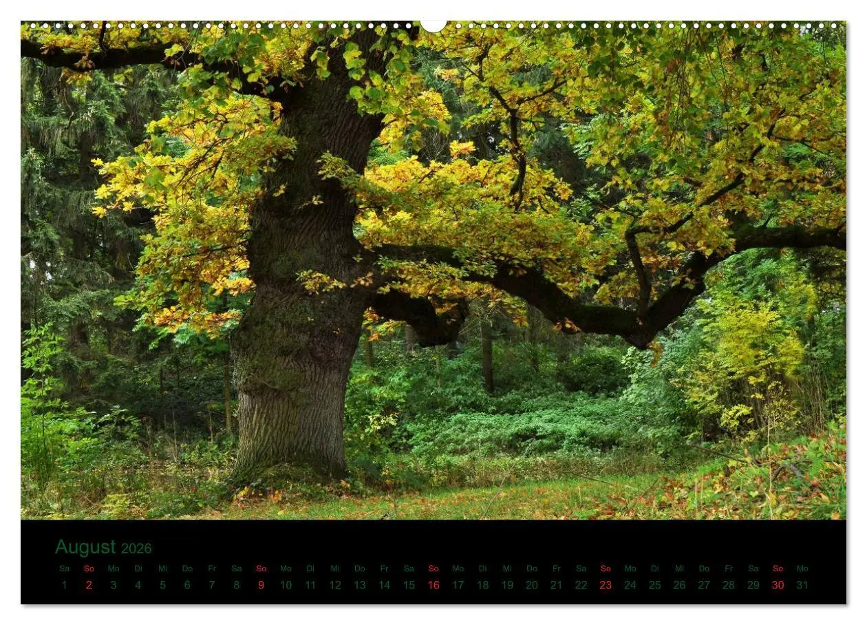 Bild: 9783516227147 | Baumgeflüster (Wandkalender 2026 DIN A2 quer), CALVENDO Monatskalender