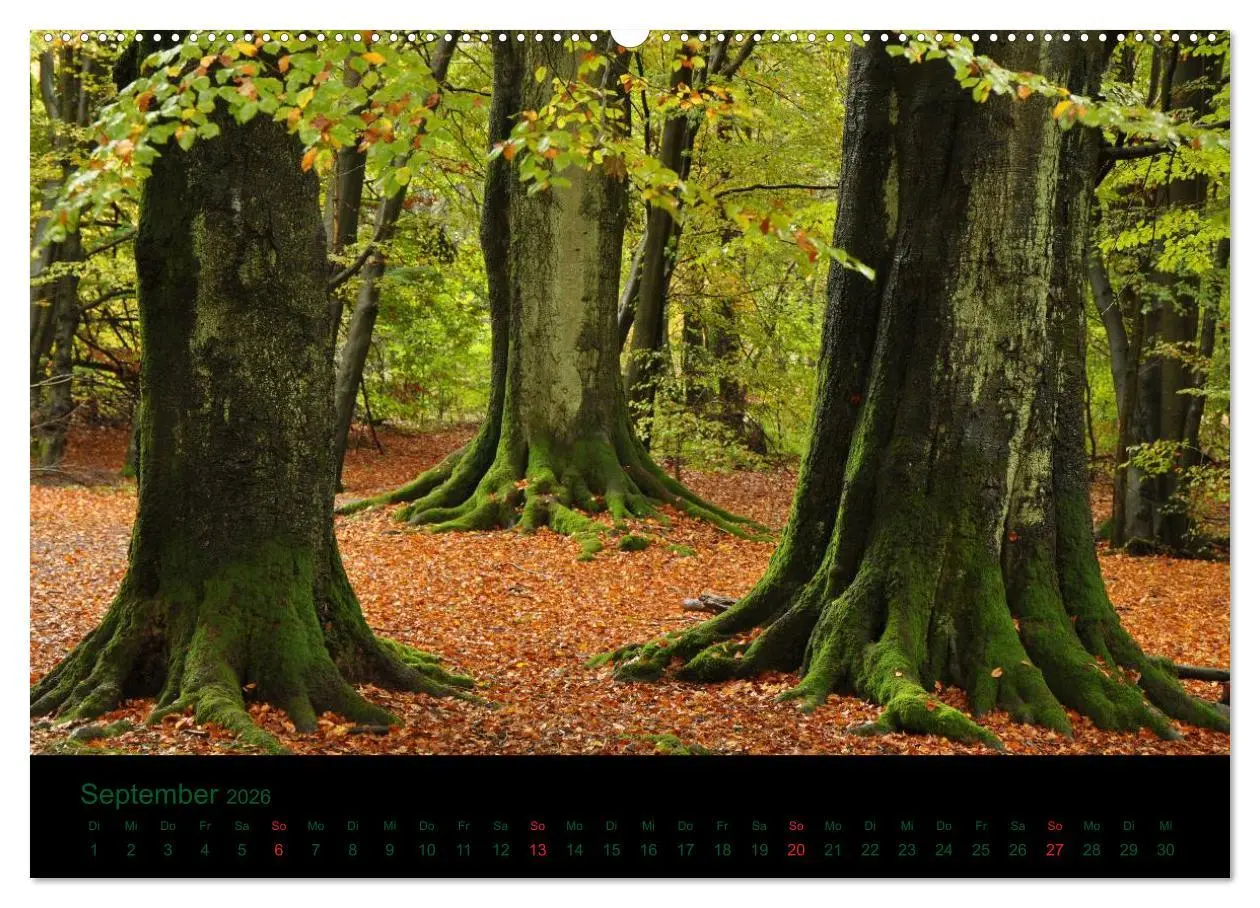 Bild: 9783516227147 | Baumgeflüster (Wandkalender 2026 DIN A2 quer), CALVENDO Monatskalender