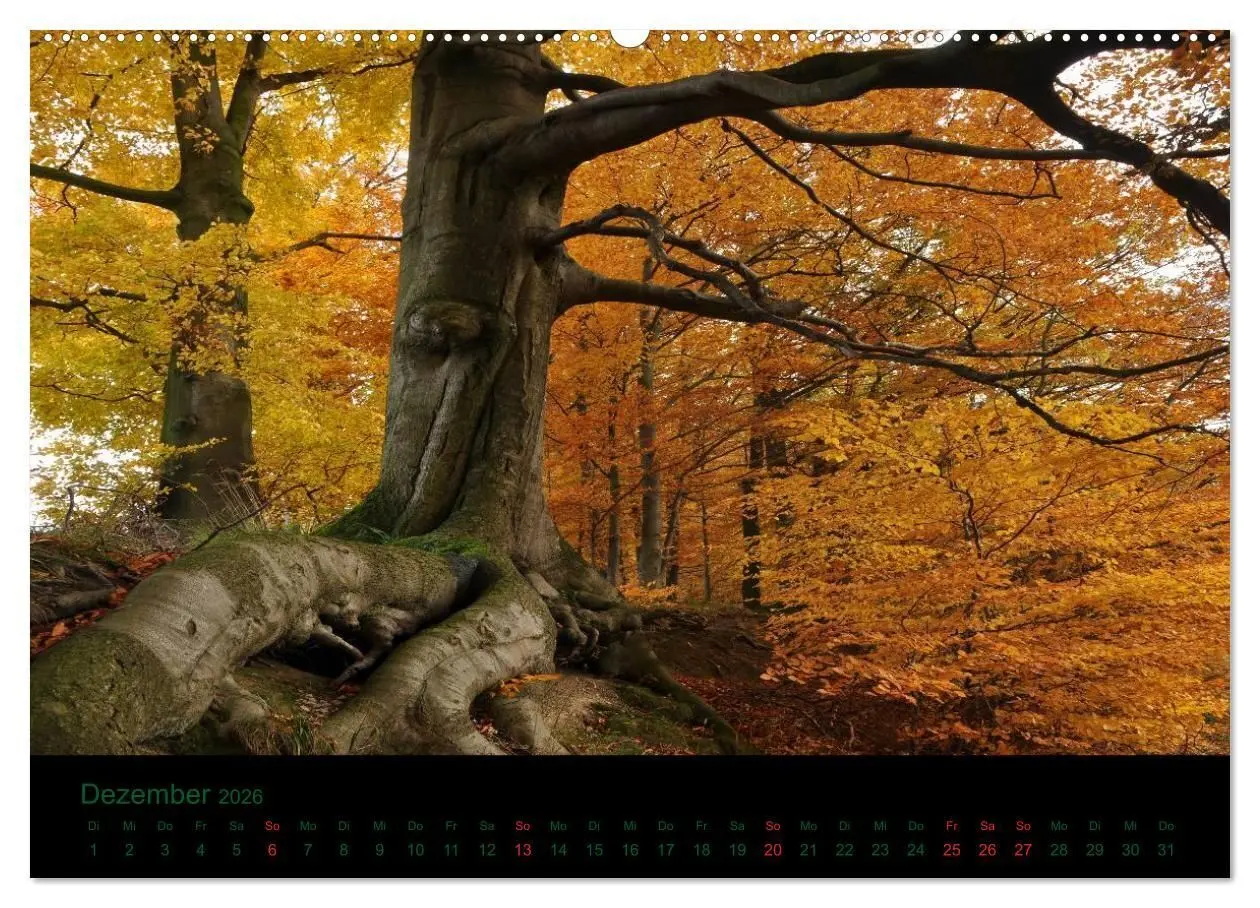 Bild: 9783516227147 | Baumgeflüster (Wandkalender 2026 DIN A2 quer), CALVENDO Monatskalender