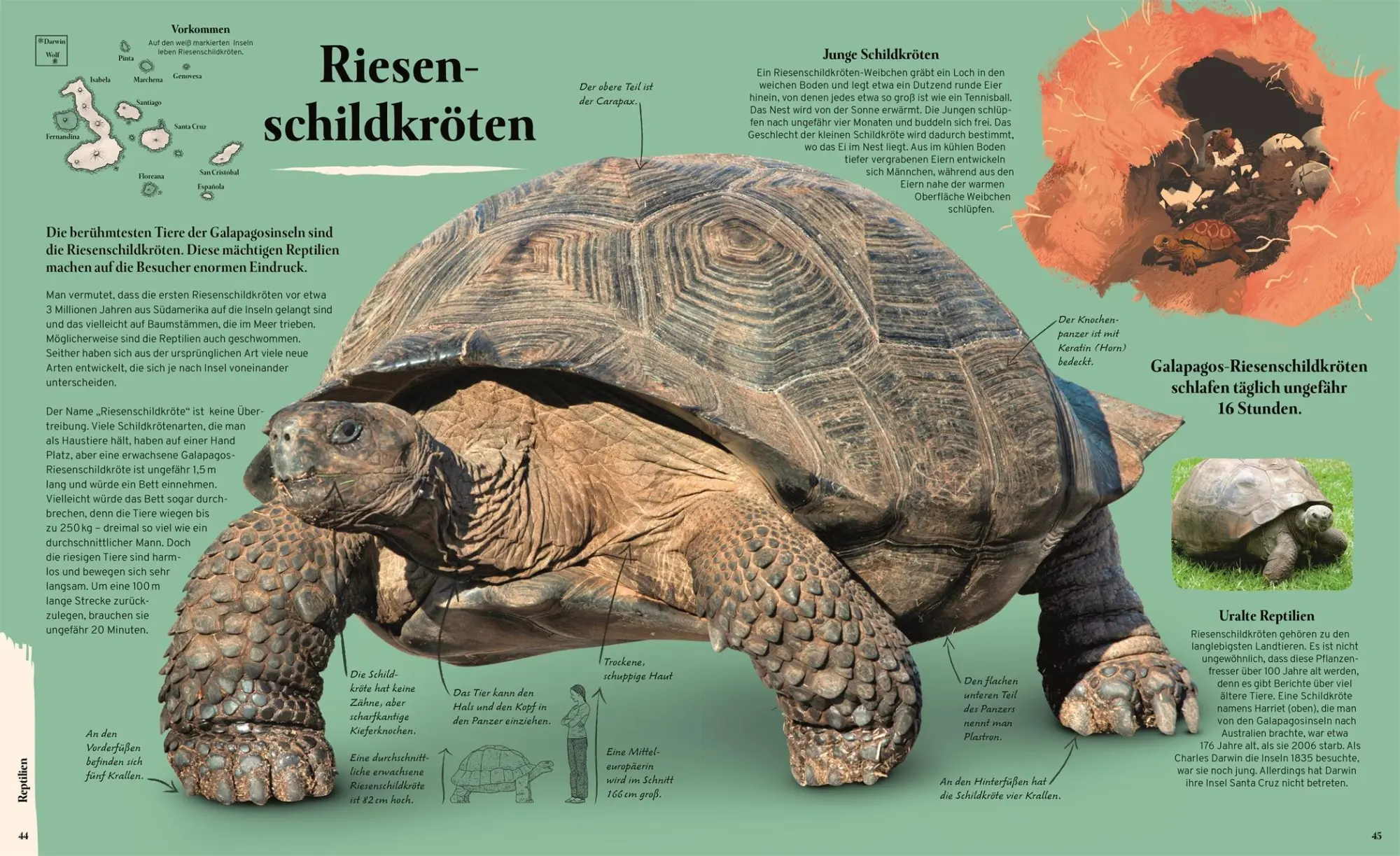 Bild: 9783831047147 | Galapagos | Tom Jackson | Buch | Cover mit Folienveredelung | 128 S.