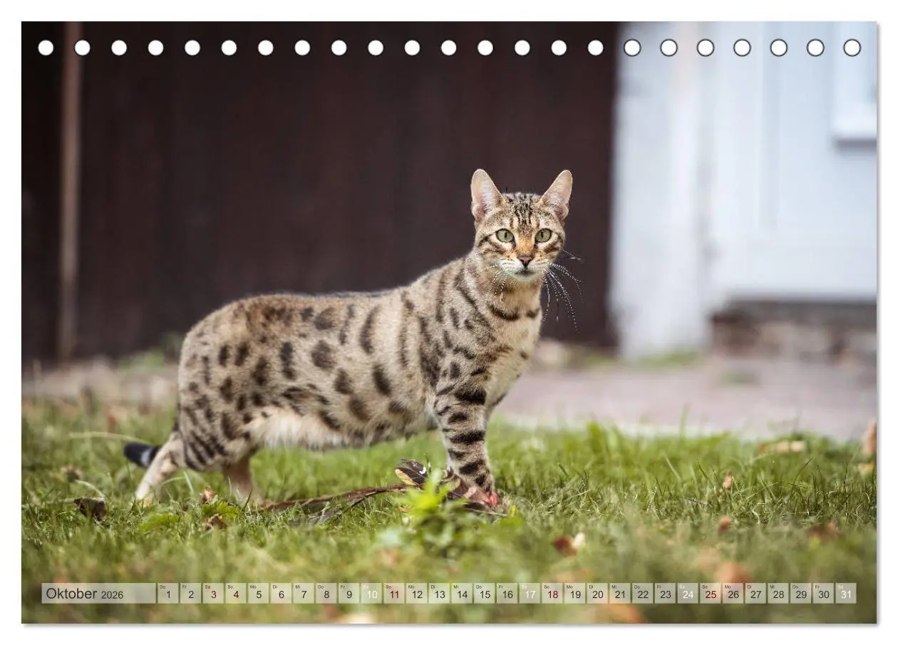 Bild: 9783457747247 | Wildes Wohnzimmer - Die Bengalkatze (Tischkalender 2026 DIN A5...