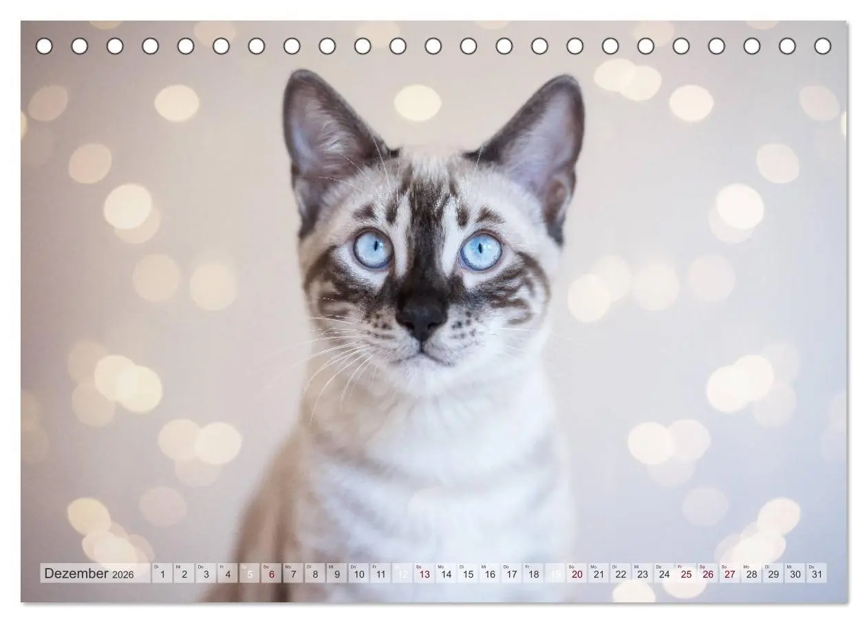 Bild: 9783457747247 | Wildes Wohnzimmer - Die Bengalkatze (Tischkalender 2026 DIN A5...