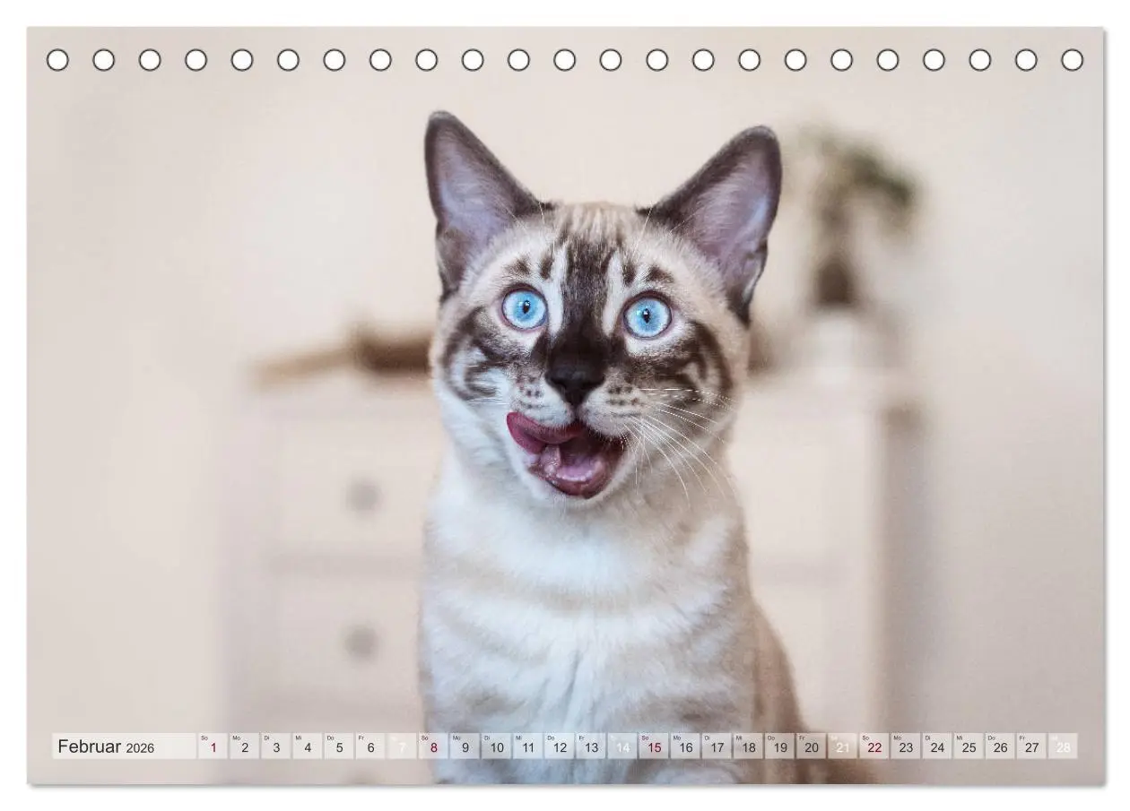 Bild: 9783457747247 | Wildes Wohnzimmer - Die Bengalkatze (Tischkalender 2026 DIN A5...