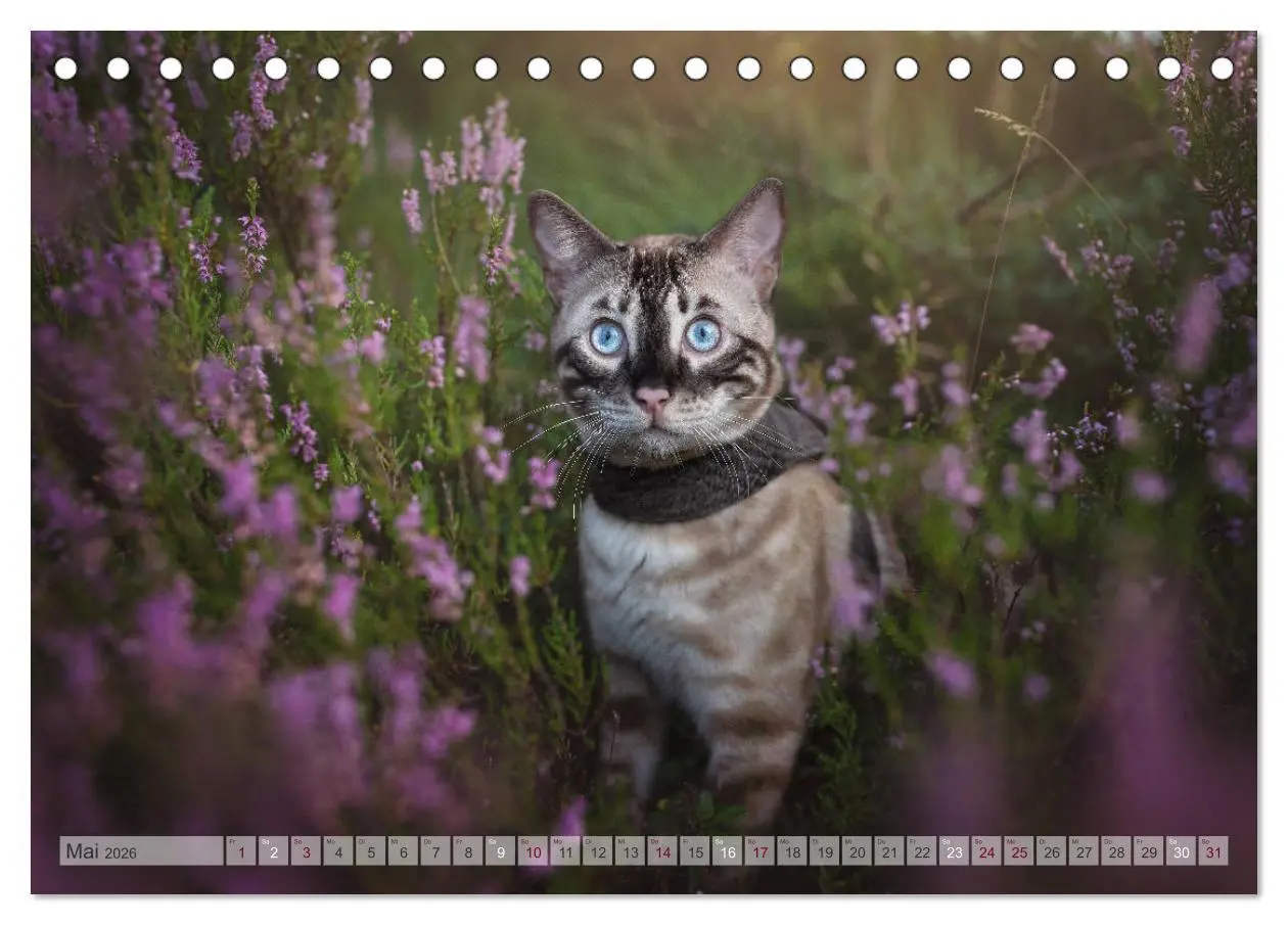Bild: 9783457747247 | Wildes Wohnzimmer - Die Bengalkatze (Tischkalender 2026 DIN A5...