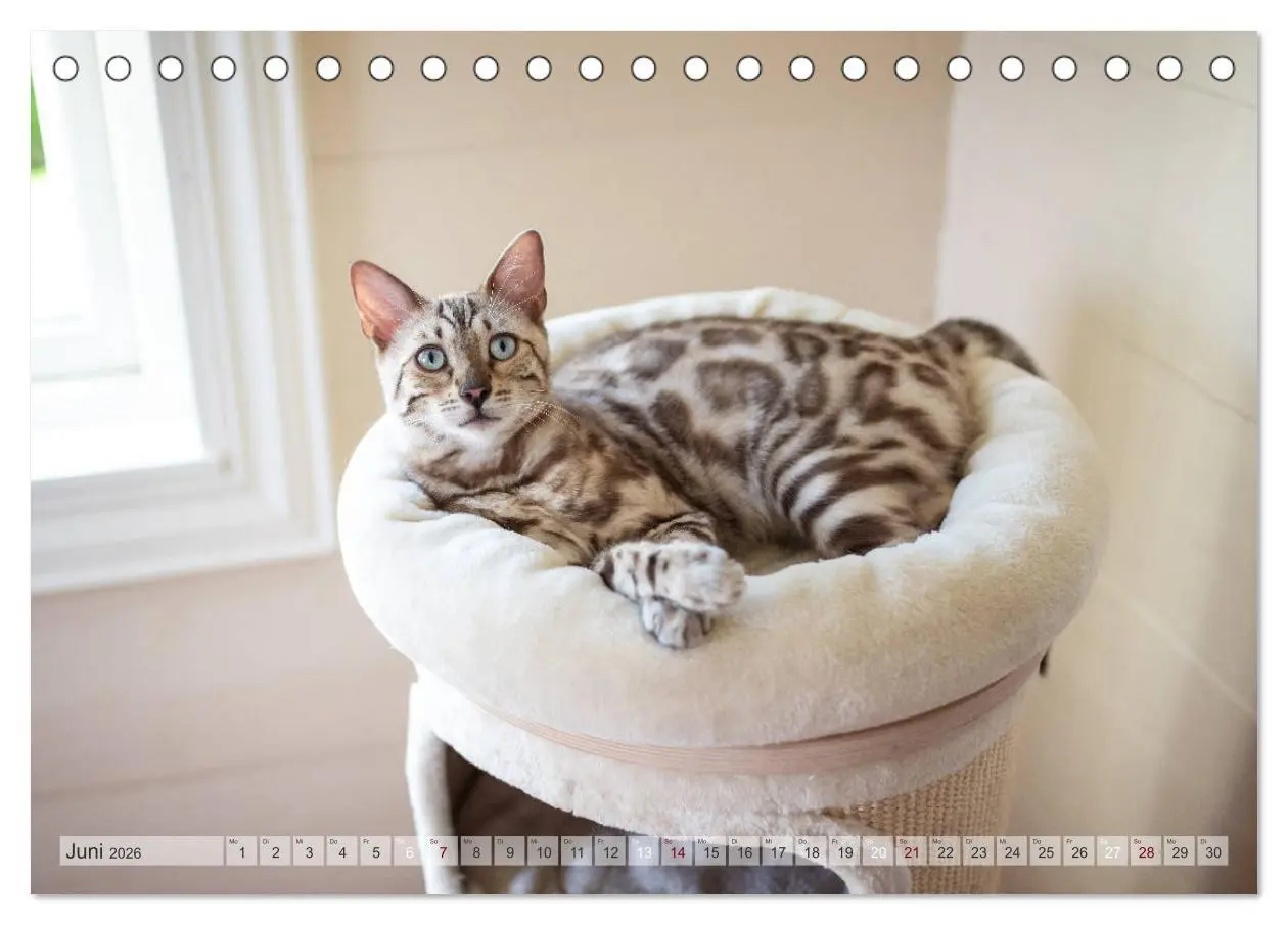 Bild: 9783457747247 | Wildes Wohnzimmer - Die Bengalkatze (Tischkalender 2026 DIN A5...