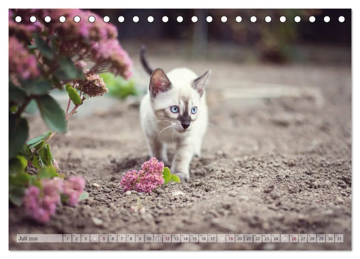 Bild: 9783457747247 | Wildes Wohnzimmer - Die Bengalkatze (Tischkalender 2026 DIN A5...
