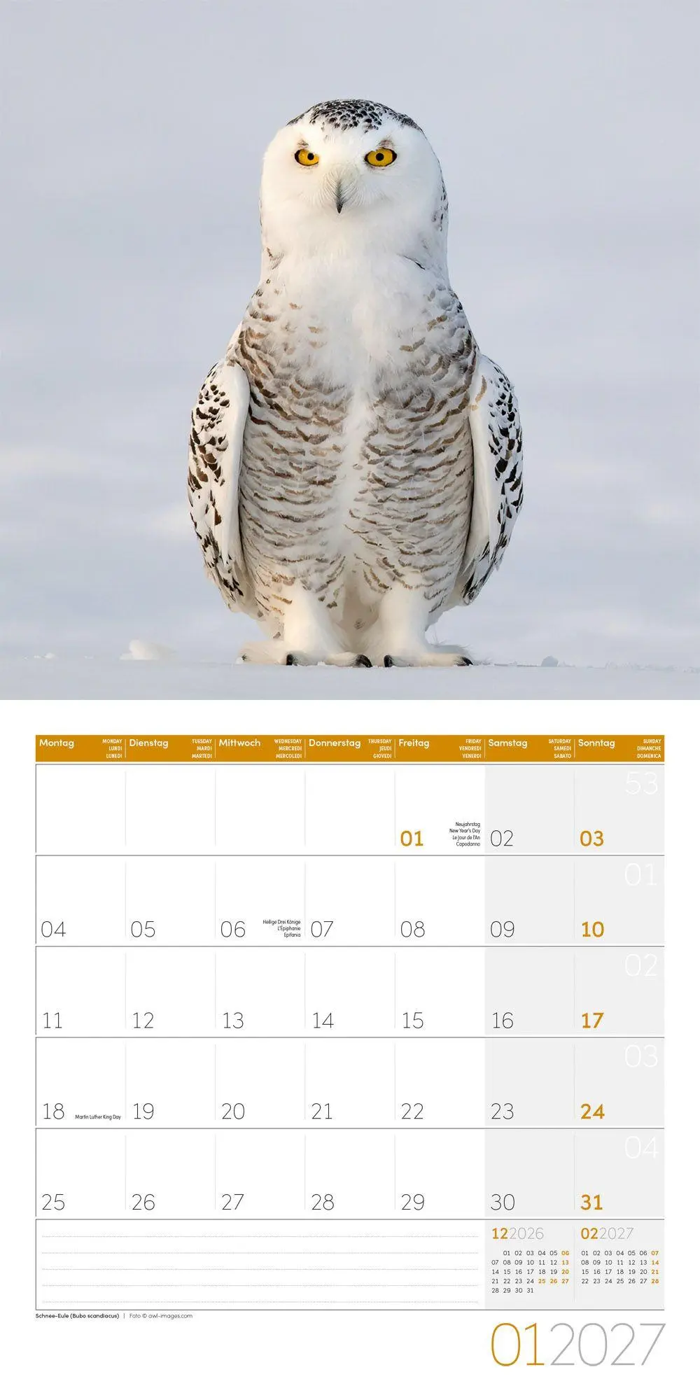 Bild: 9783838447247 | Eulen Kalender 2027 - 30x30 - Art12 | Ackermann Kunstverlag GmbH