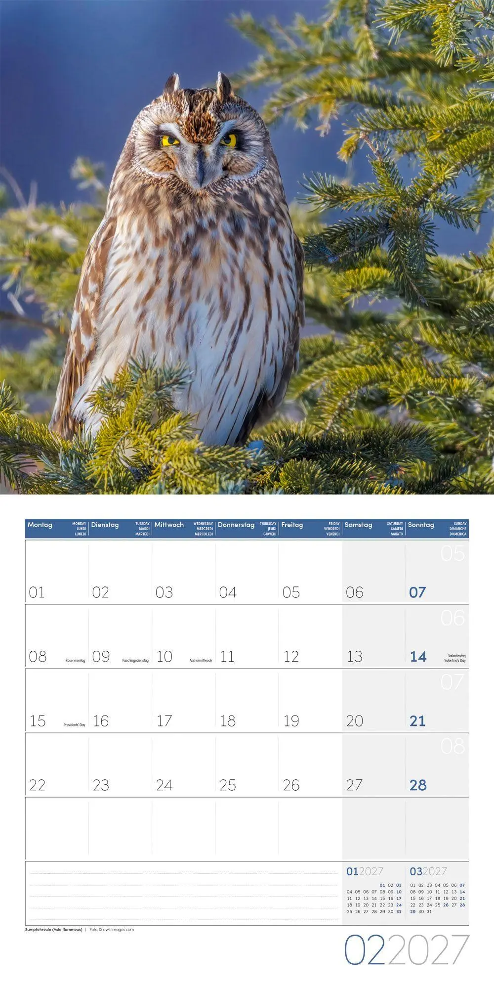Bild: 9783838447247 | Eulen Kalender 2027 - 30x30 - Art12 | Ackermann Kunstverlag GmbH