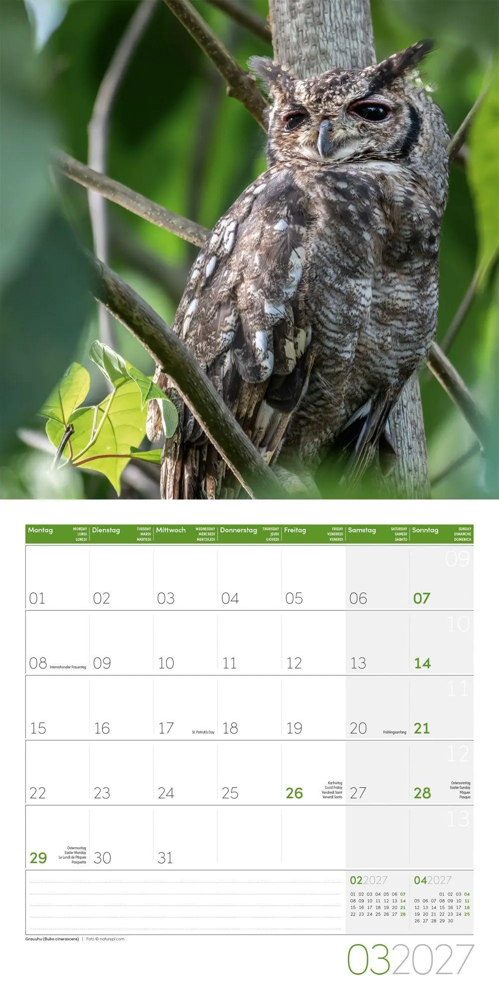 Bild: 9783838447247 | Eulen Kalender 2027 - 30x30 - Art12 | Ackermann Kunstverlag GmbH