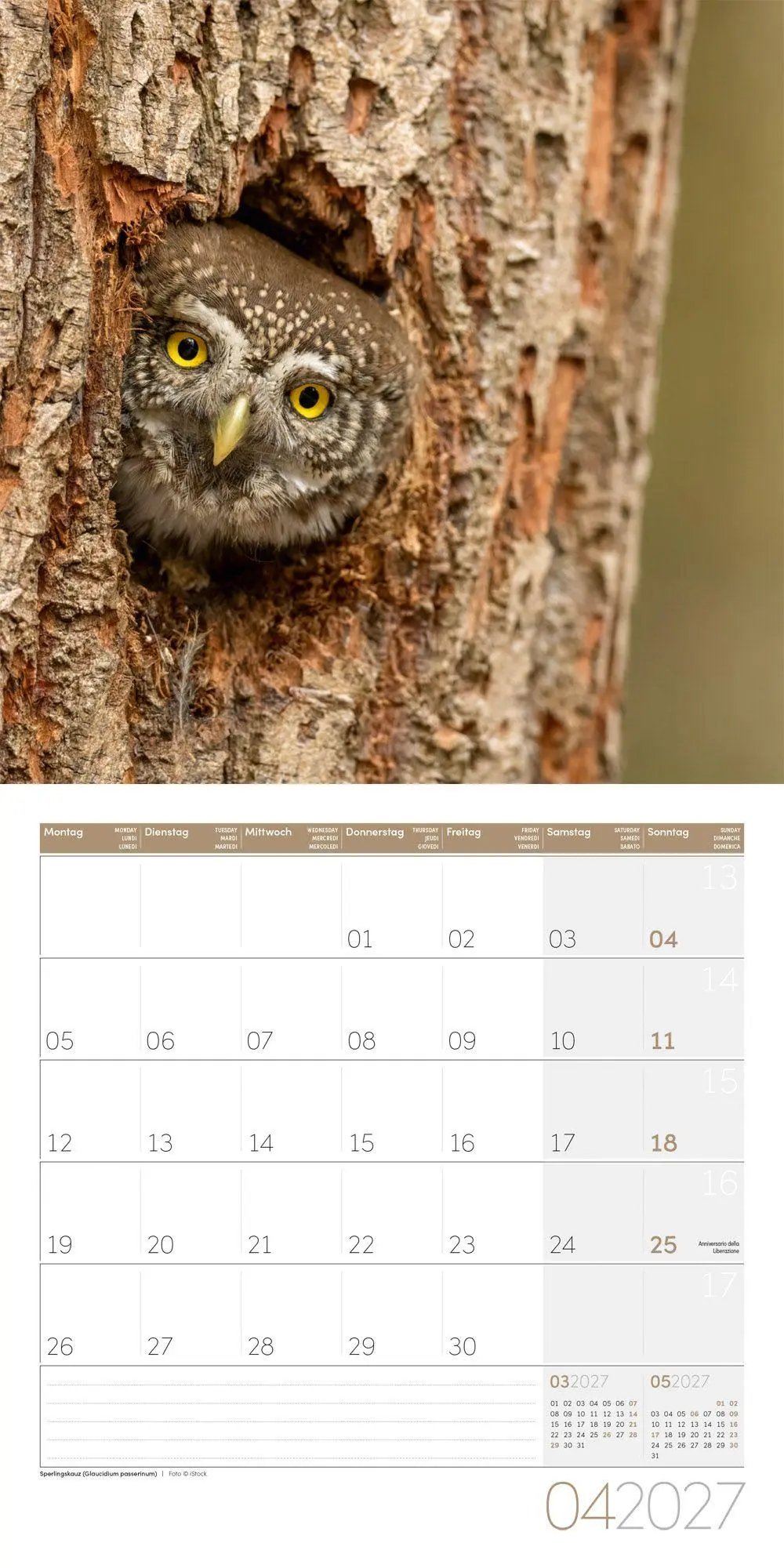 Bild: 9783838447247 | Eulen Kalender 2027 - 30x30 - Art12 | Ackermann Kunstverlag GmbH