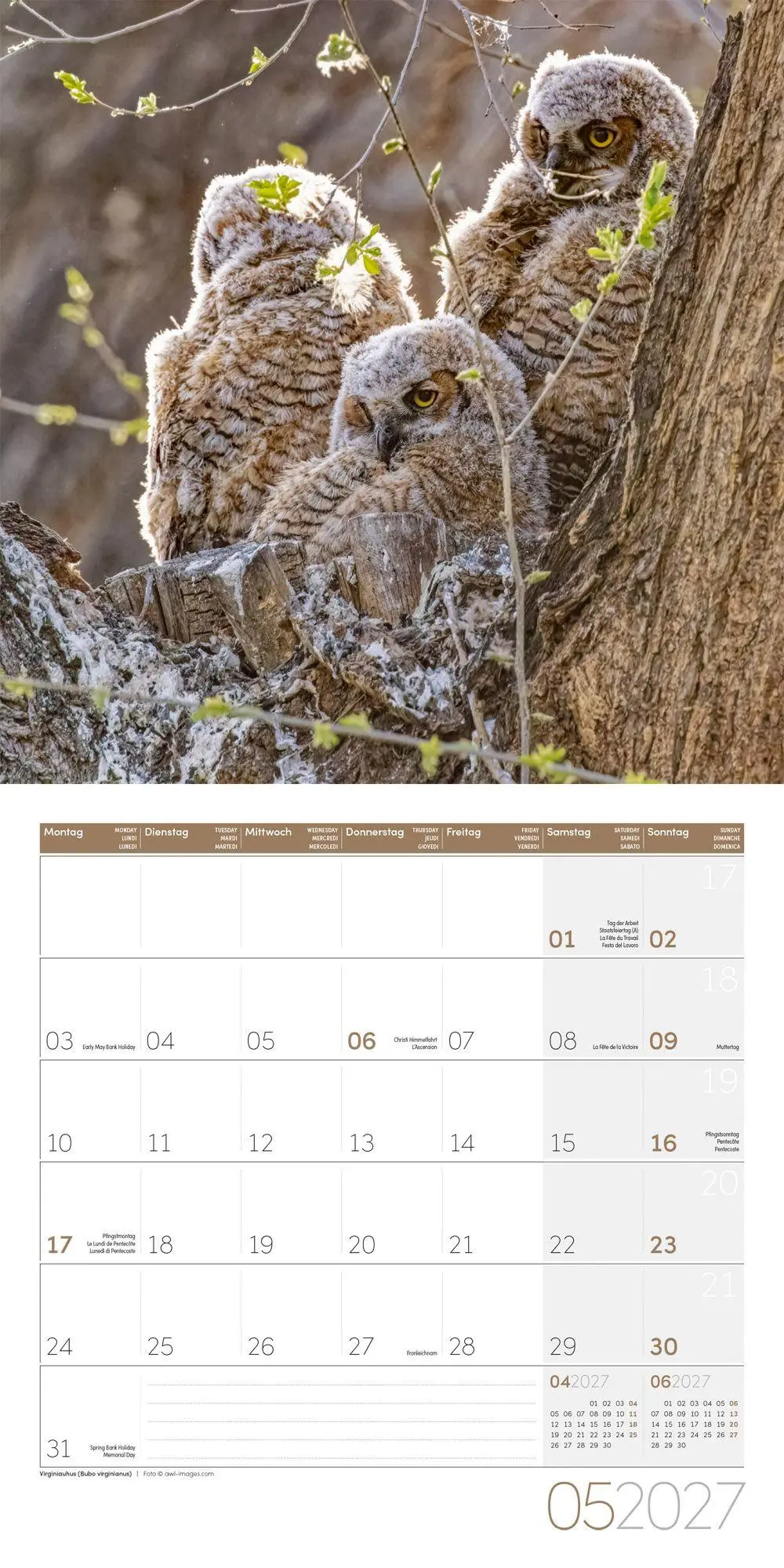 Bild: 9783838447247 | Eulen Kalender 2027 - 30x30 - Art12 | Ackermann Kunstverlag GmbH