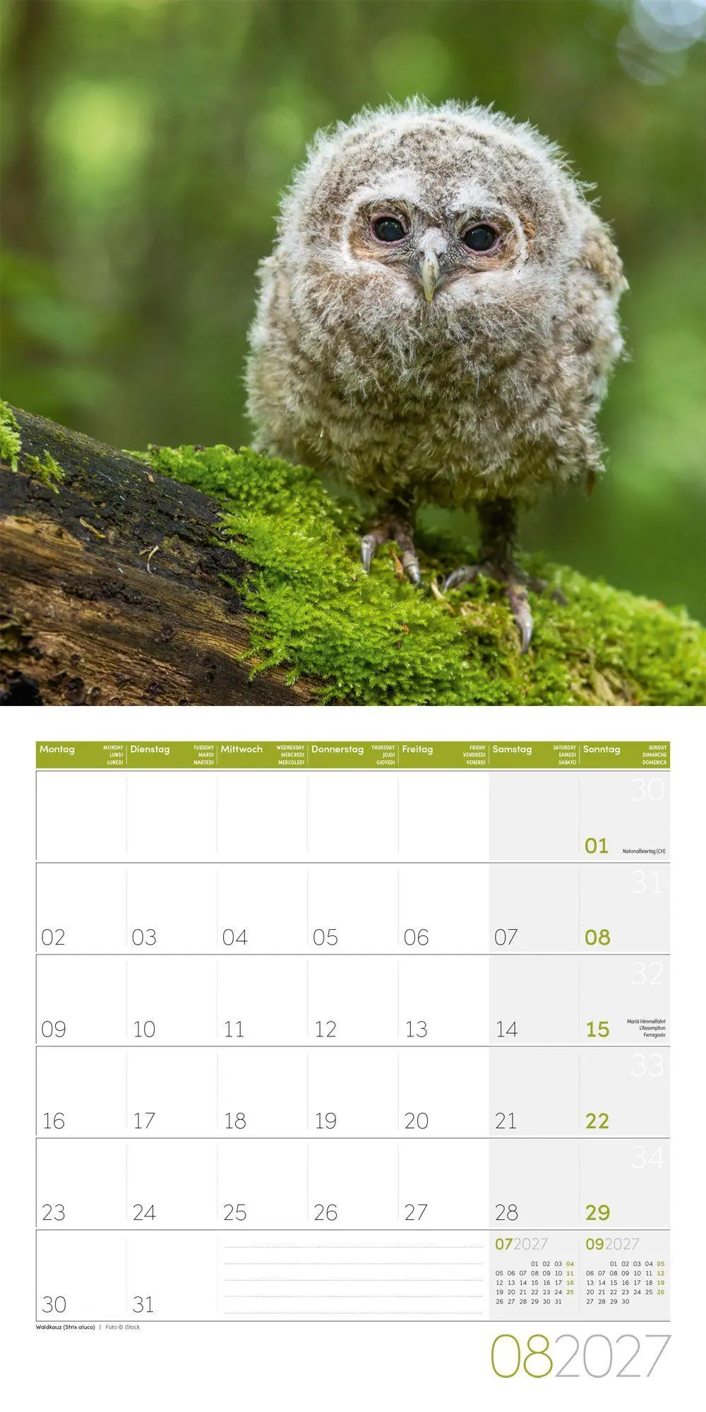Bild: 9783838447247 | Eulen Kalender 2027 - 30x30 - Art12 | Ackermann Kunstverlag GmbH
