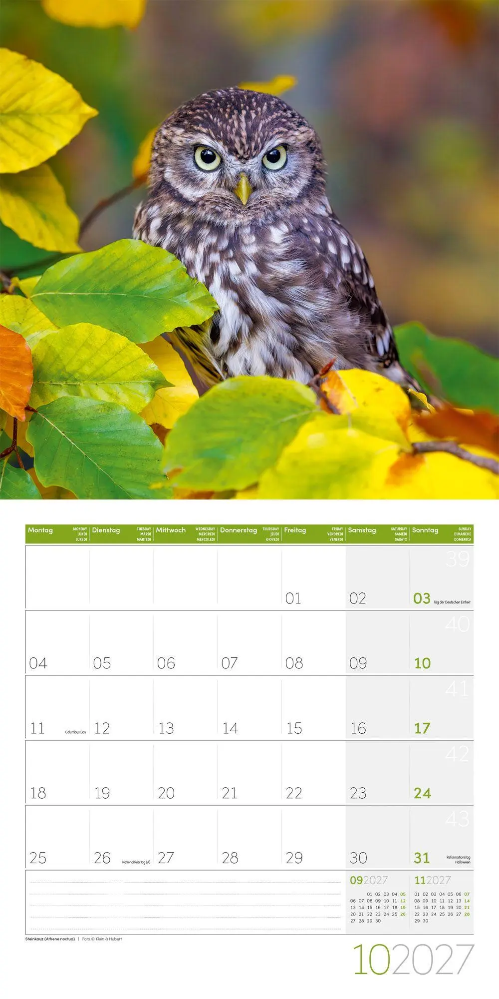 Bild: 9783838447247 | Eulen Kalender 2027 - 30x30 - Art12 | Ackermann Kunstverlag GmbH
