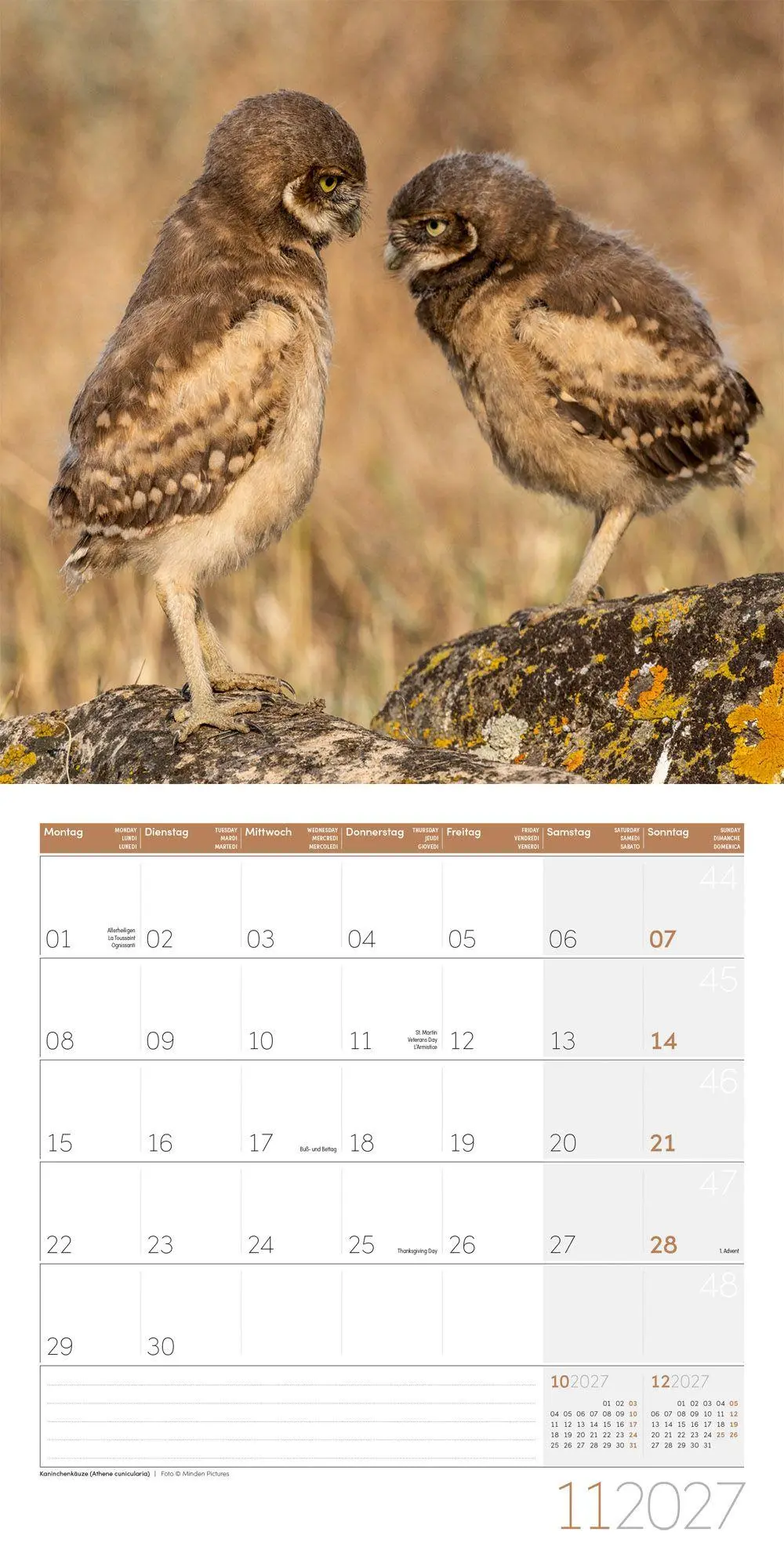 Bild: 9783838447247 | Eulen Kalender 2027 - 30x30 - Art12 | Ackermann Kunstverlag GmbH
