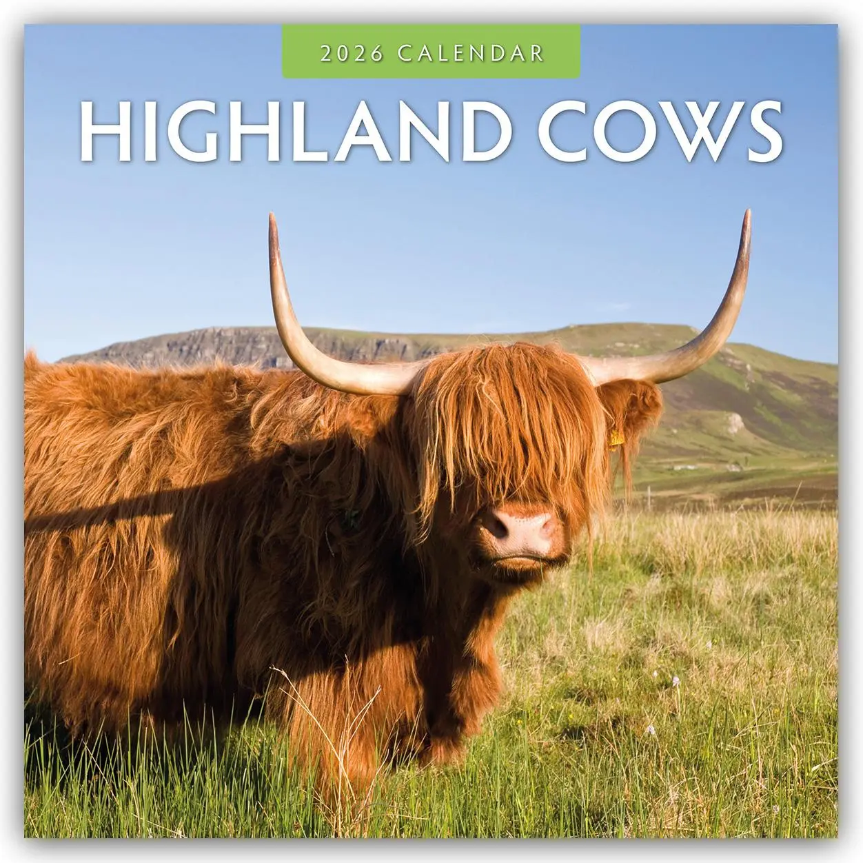 Cover: 9781804427347 | Highland Cows 2026 Square Wall Calendar | Red Robin | Taschenbuch