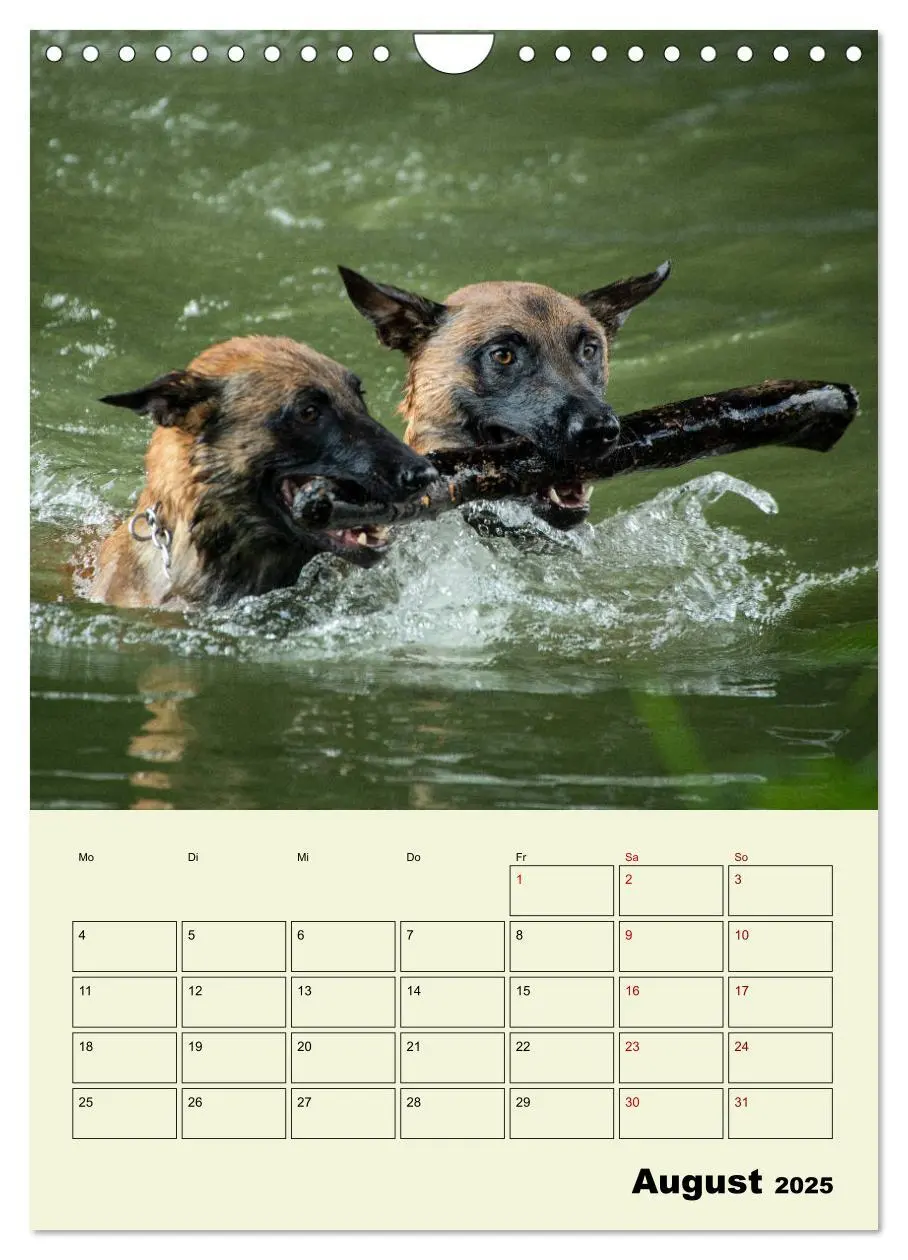 Bild: 9783435947447 | Malinois verlässliche Begleiter (Wandkalender 2025 DIN A4 hoch),...