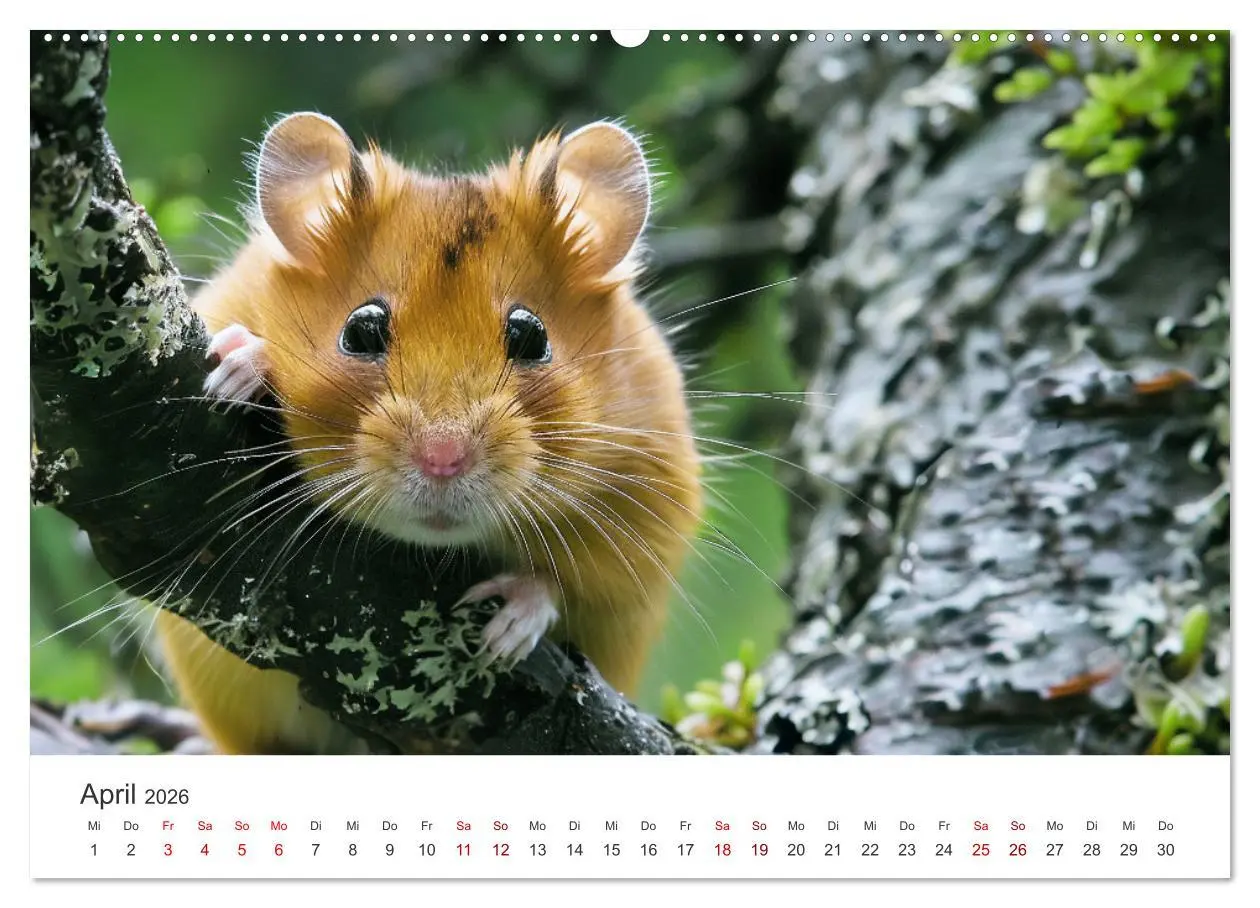 Bild: 9783457277447 | Wild und flauschig - Hamster - Abenteuer in freier Natur...