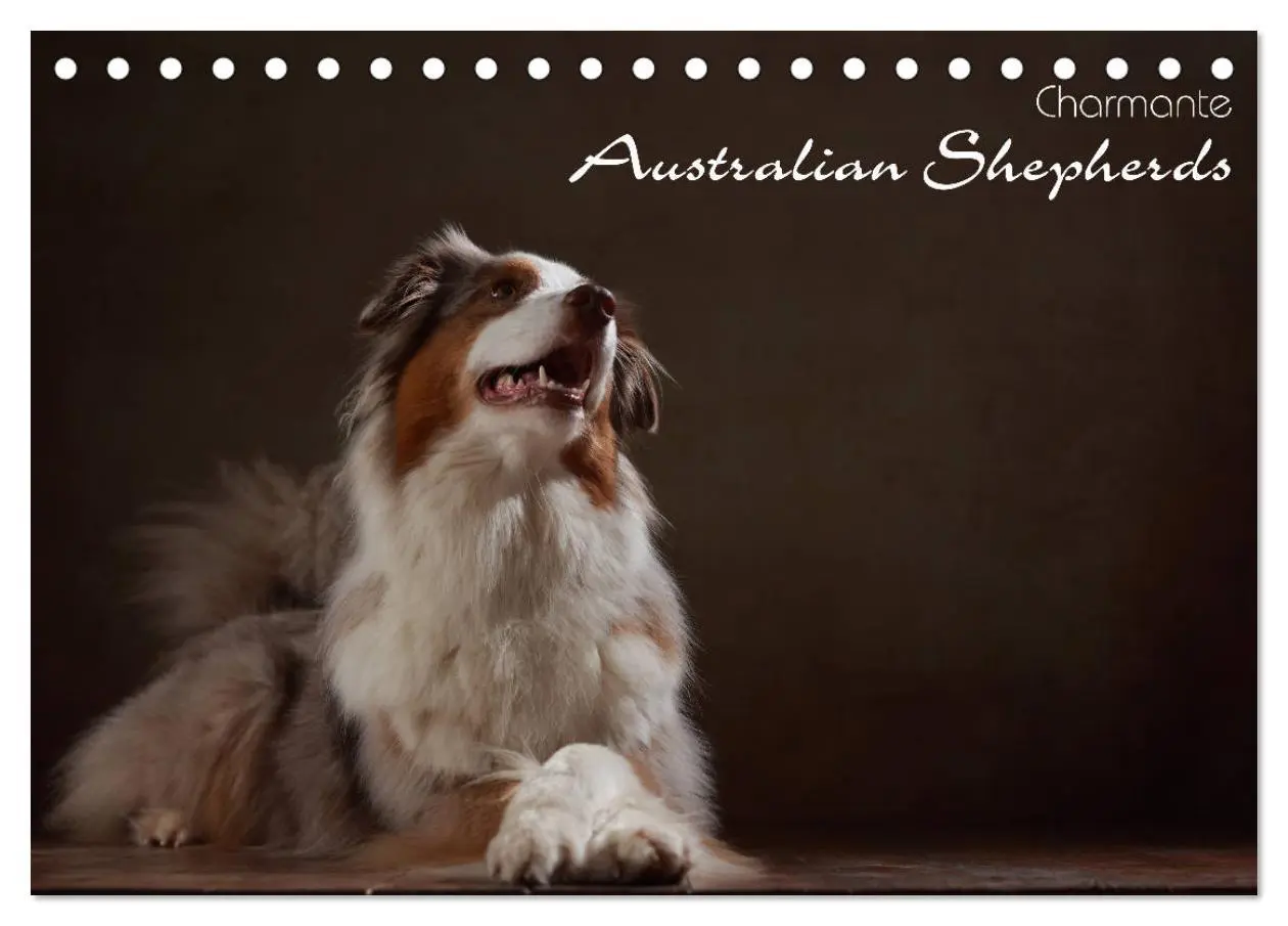 Cover: 9783457897447 | Charmante Australian Shepherds (Tischkalender 2026 DIN A5 quer),...