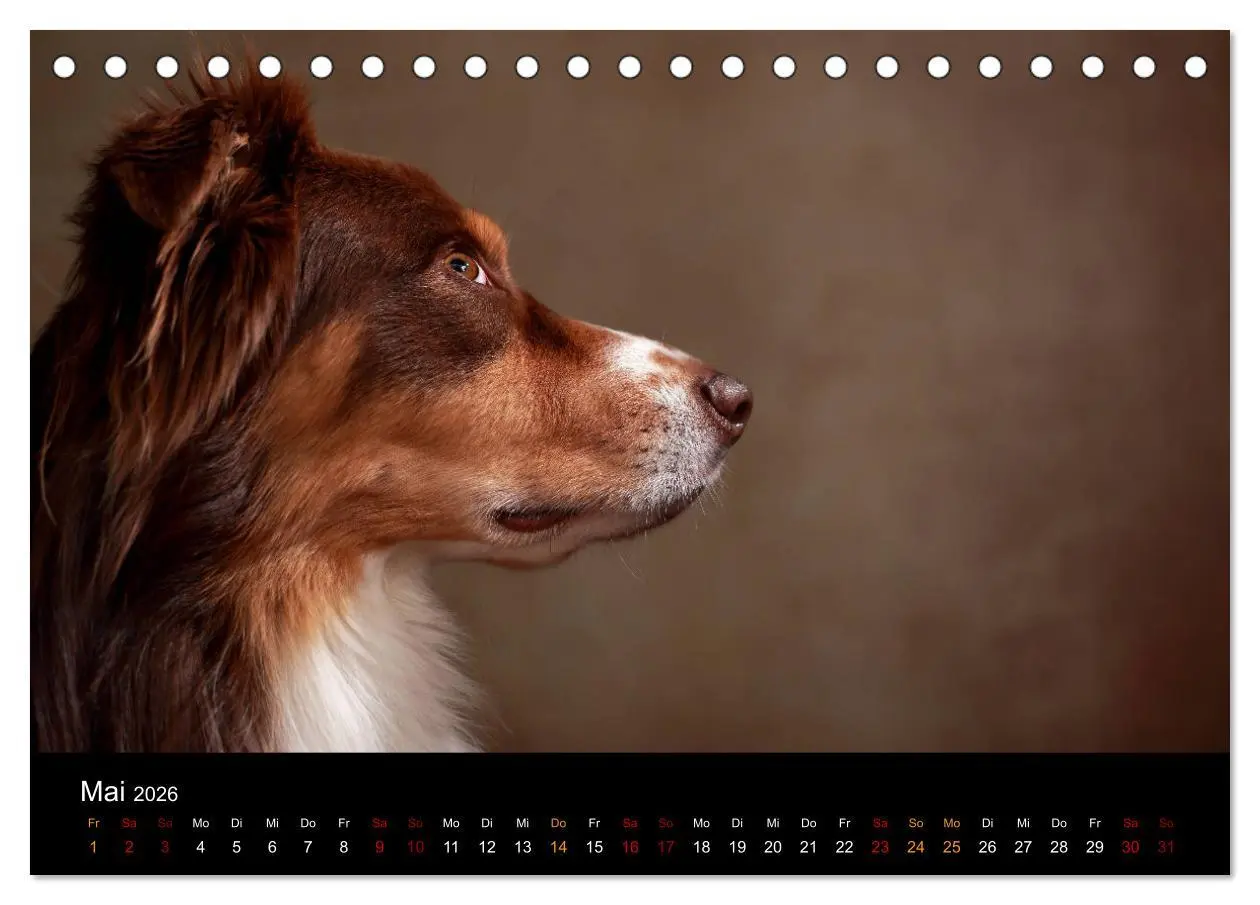 Bild: 9783457897447 | Charmante Australian Shepherds (Tischkalender 2026 DIN A5 quer),...
