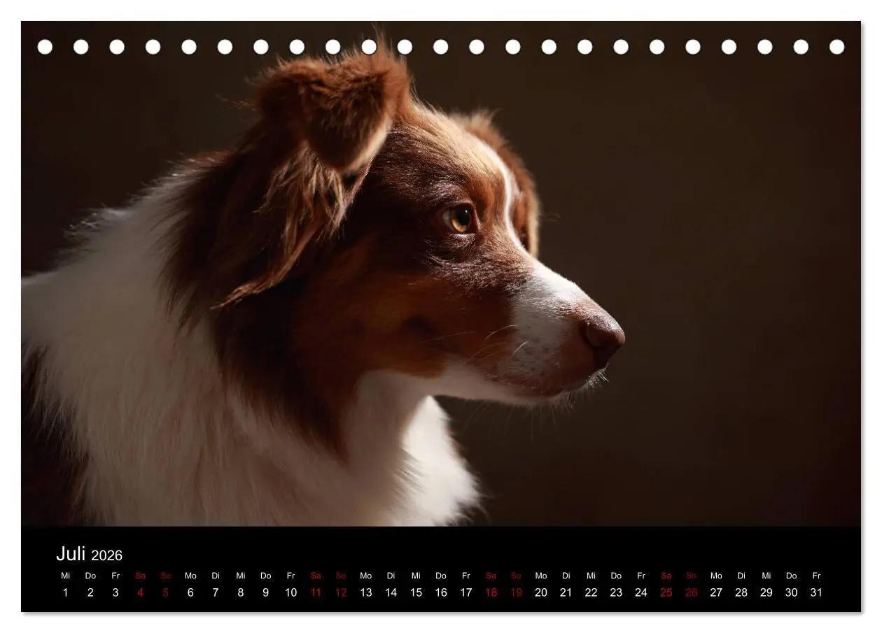 Bild: 9783457897447 | Charmante Australian Shepherds (Tischkalender 2026 DIN A5 quer),...