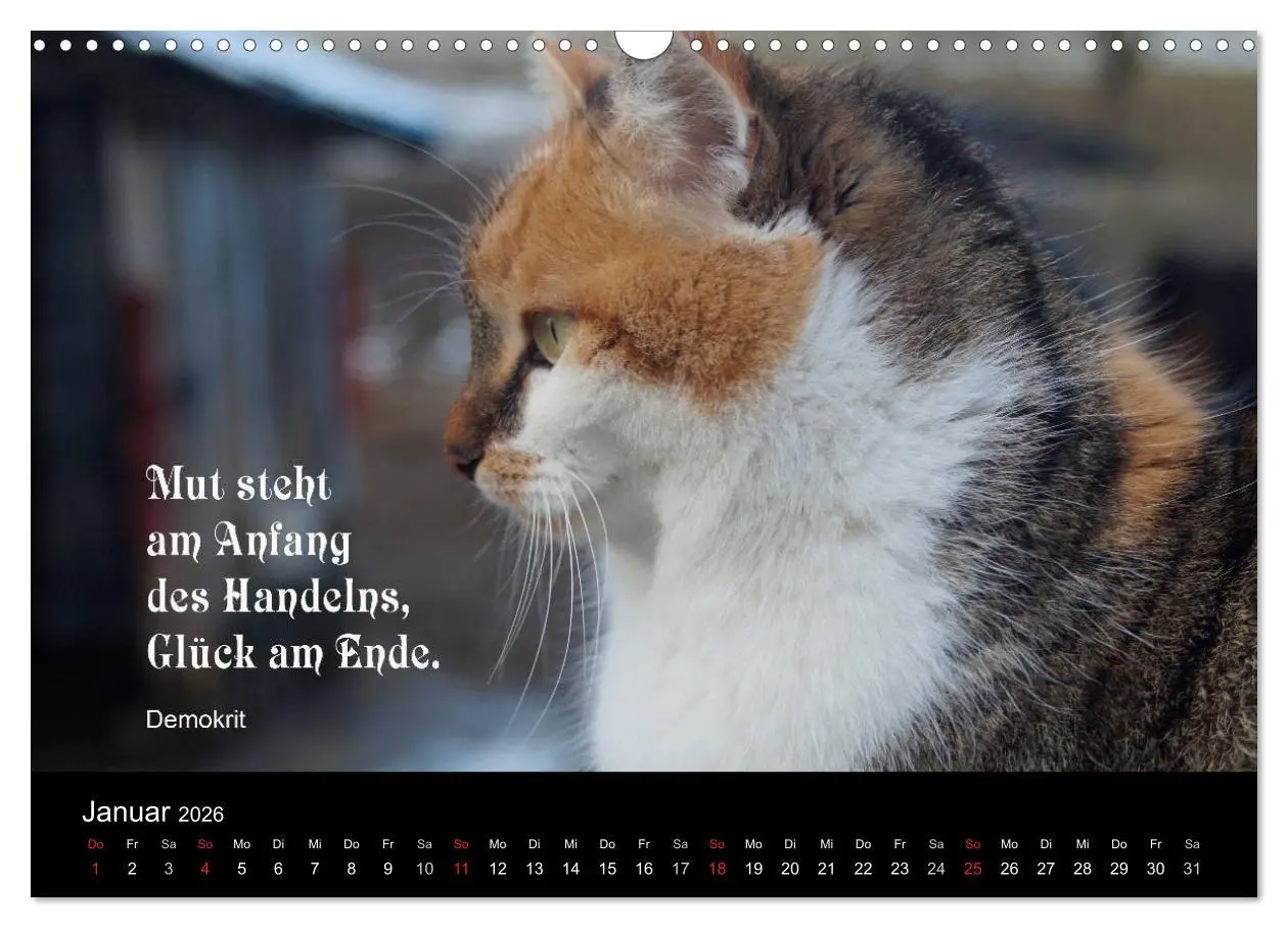 Bild: 9783516117547 | Glückskatze - Mit Zitaten zum Thema Glück (Wandkalender 2026 DIN A3...