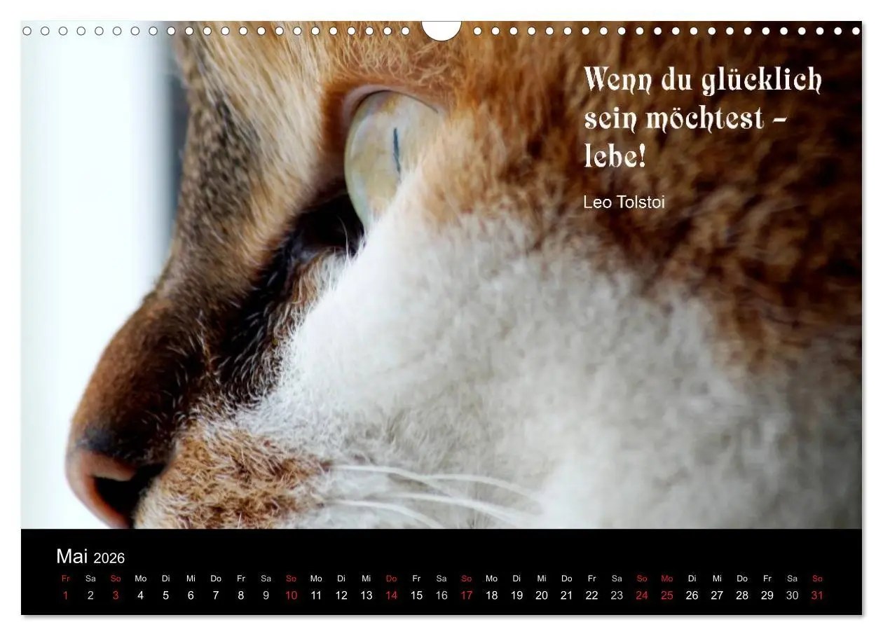 Bild: 9783516117547 | Glückskatze - Mit Zitaten zum Thema Glück (Wandkalender 2026 DIN A3...