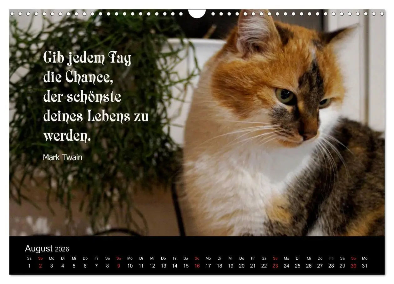 Bild: 9783516117547 | Glückskatze - Mit Zitaten zum Thema Glück (Wandkalender 2026 DIN A3...