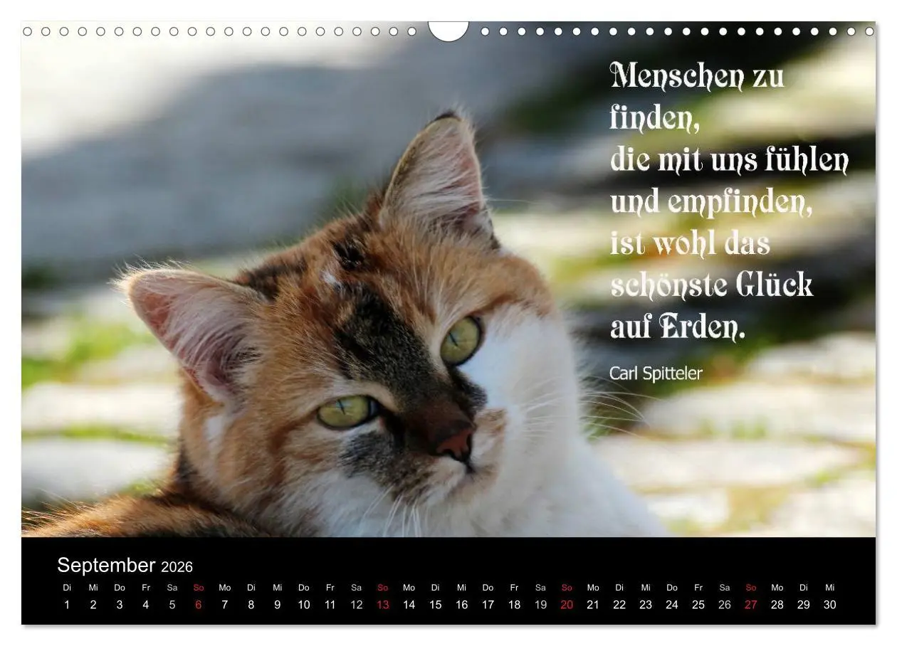Bild: 9783516117547 | Glückskatze - Mit Zitaten zum Thema Glück (Wandkalender 2026 DIN A3...