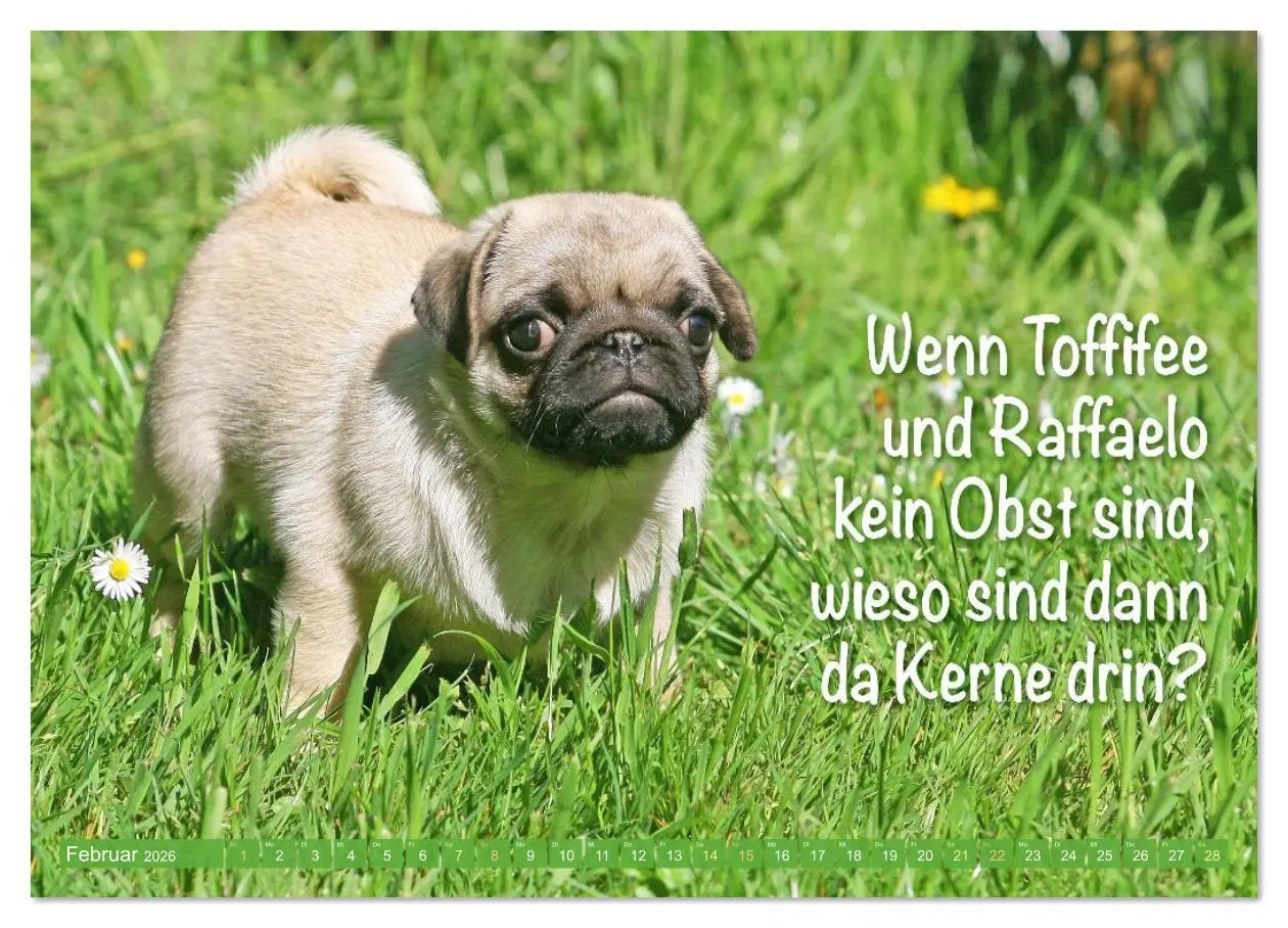 Bild: 9783516597547 | Der Mops: Nicht klein, sondern aufs Wesentliche reduziert....
