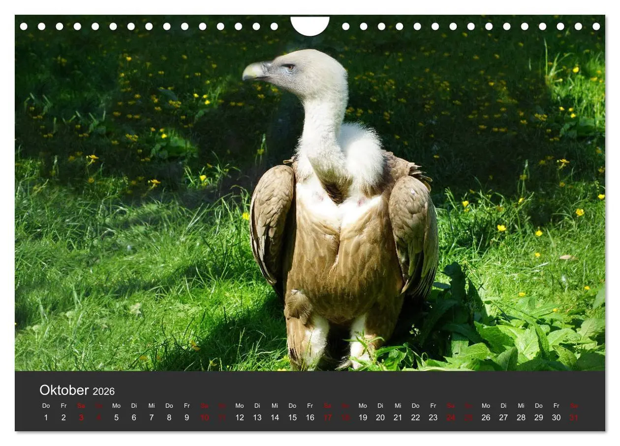 Bild: 9783457877647 | Faszination der Greifvögel und Geier (Wandkalender 2026 DIN A4...