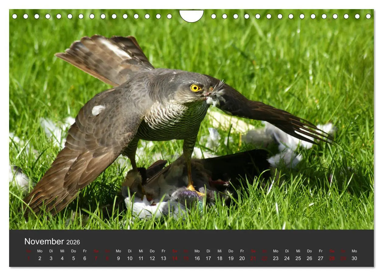 Bild: 9783457877647 | Faszination der Greifvögel und Geier (Wandkalender 2026 DIN A4...