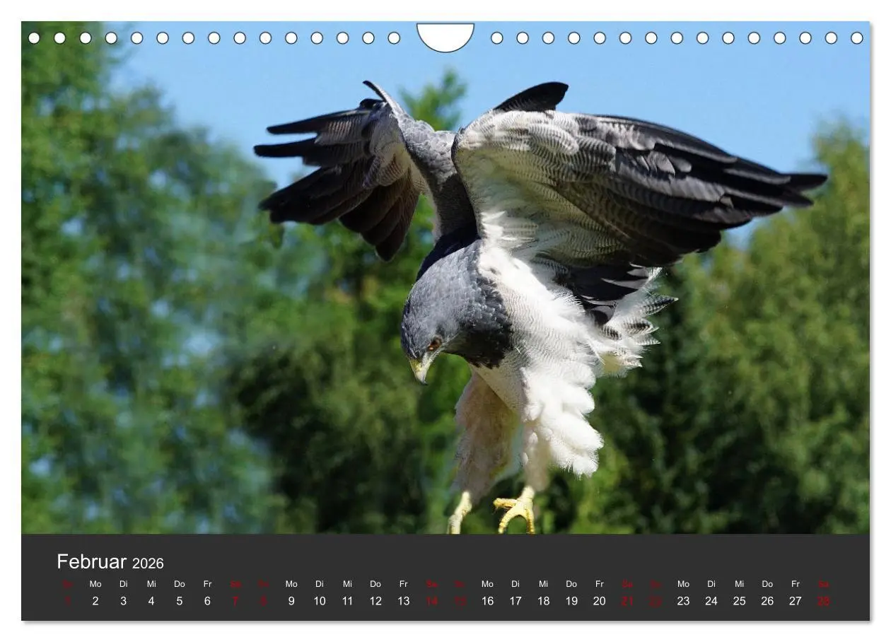 Bild: 9783457877647 | Faszination der Greifvögel und Geier (Wandkalender 2026 DIN A4...
