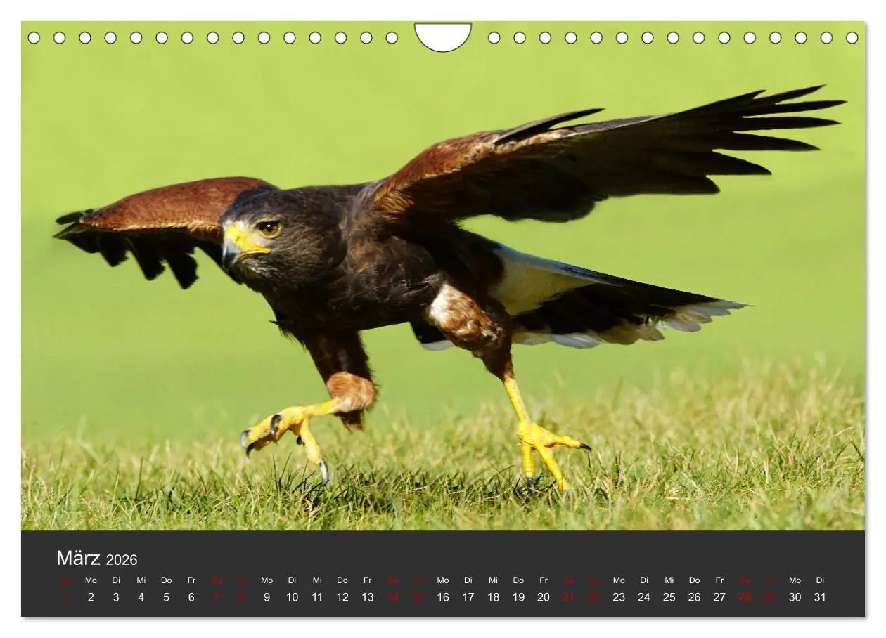 Bild: 9783457877647 | Faszination der Greifvögel und Geier (Wandkalender 2026 DIN A4...