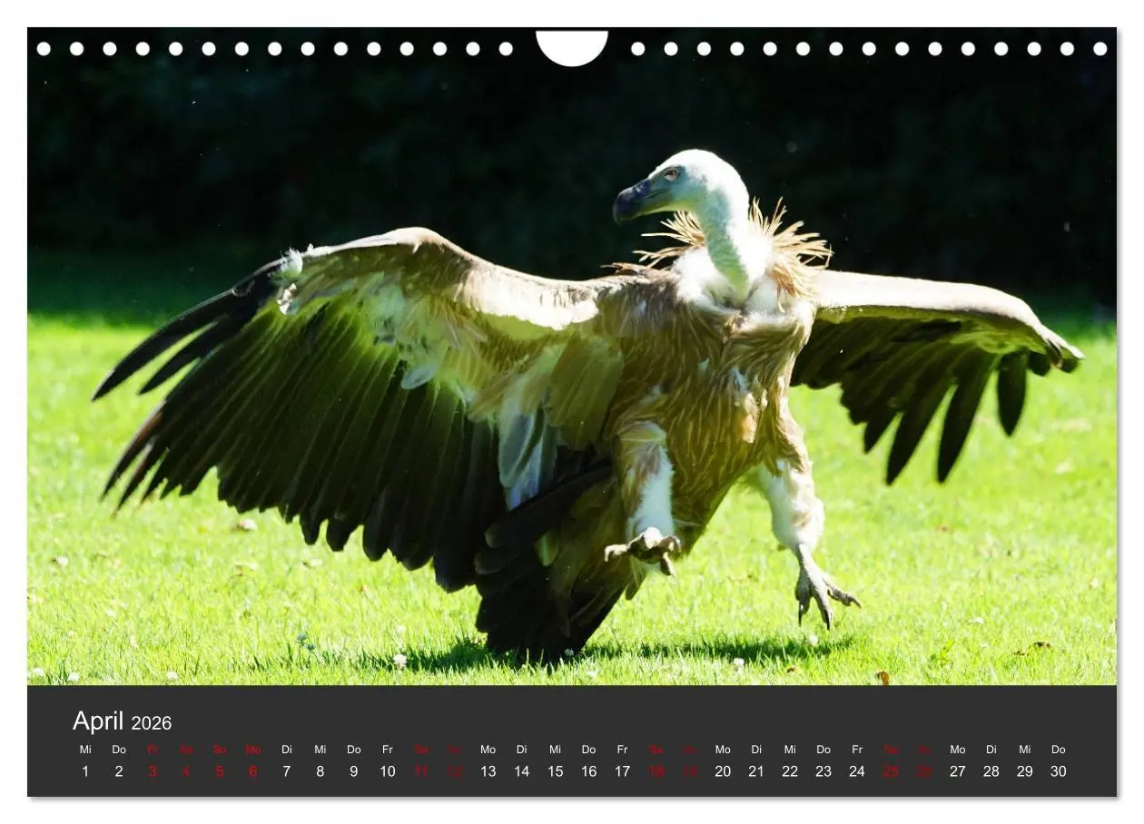 Bild: 9783457877647 | Faszination der Greifvögel und Geier (Wandkalender 2026 DIN A4...