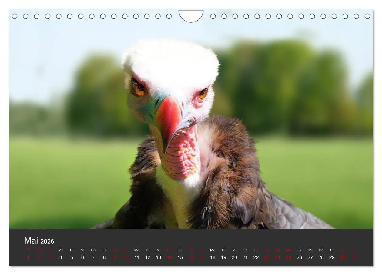Bild: 9783457877647 | Faszination der Greifvögel und Geier (Wandkalender 2026 DIN A4...