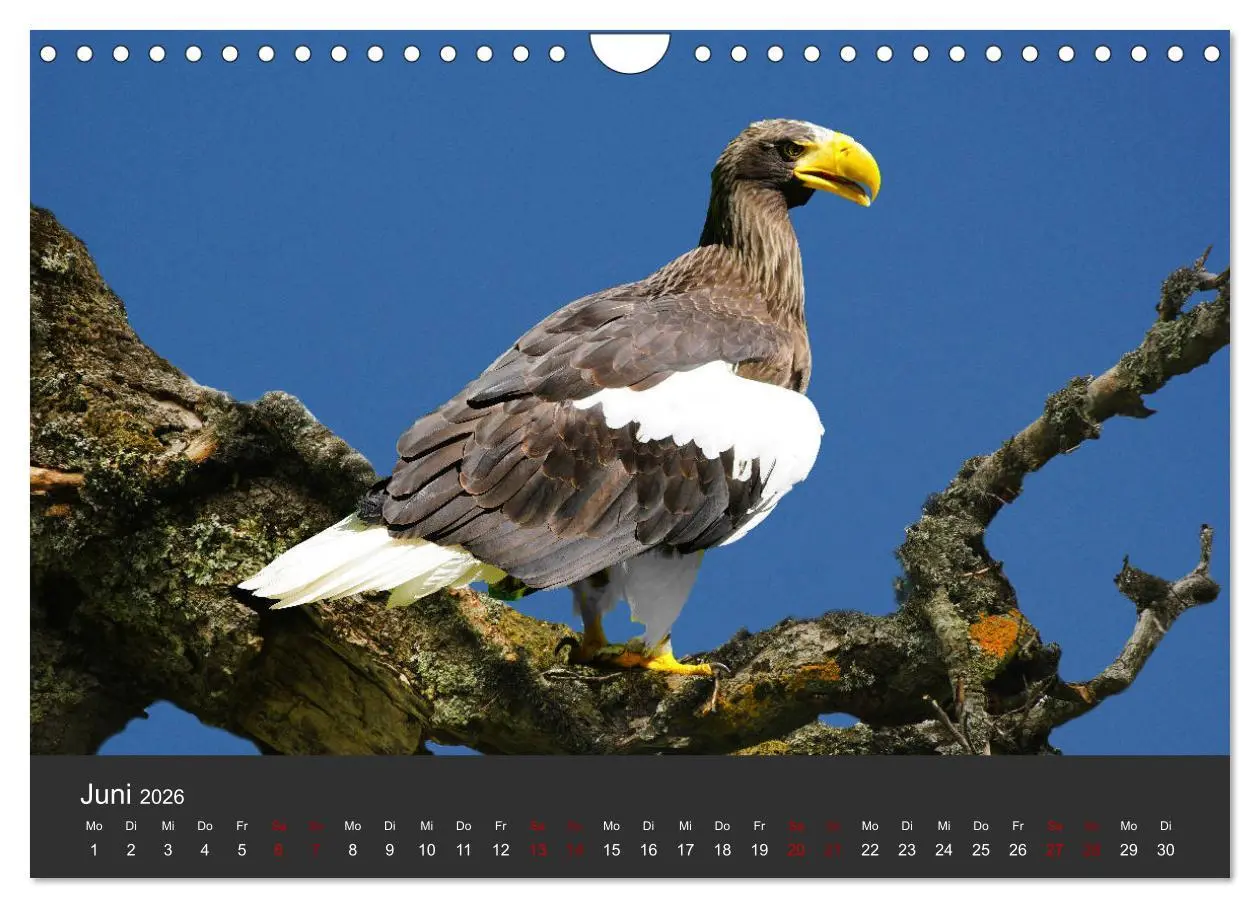 Bild: 9783457877647 | Faszination der Greifvögel und Geier (Wandkalender 2026 DIN A4...