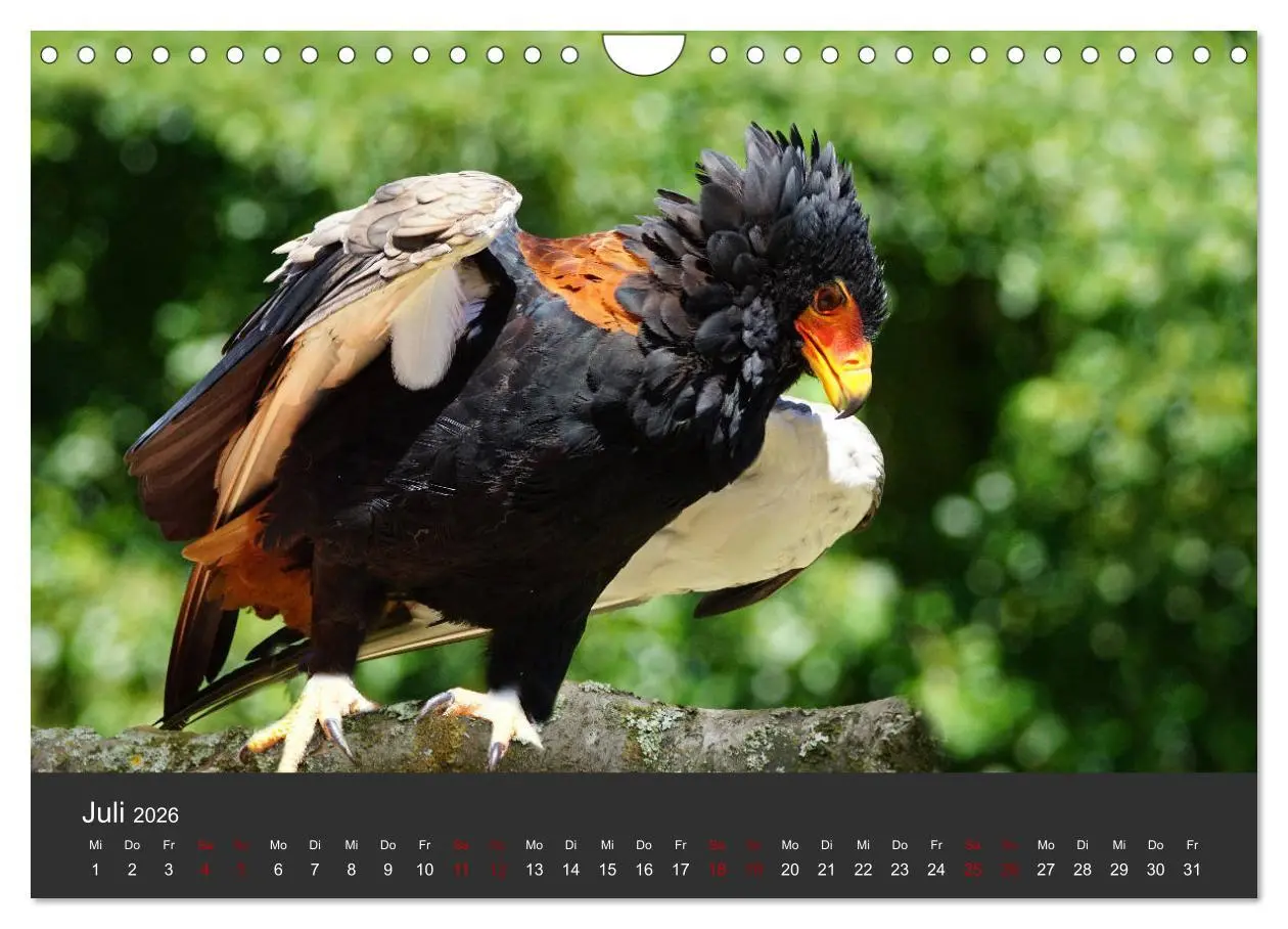 Bild: 9783457877647 | Faszination der Greifvögel und Geier (Wandkalender 2026 DIN A4...
